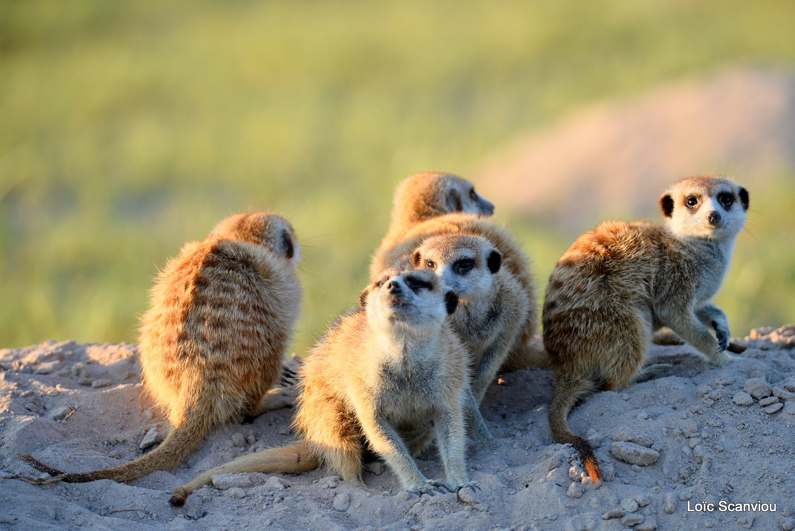 Suricate/Meerkat (9)