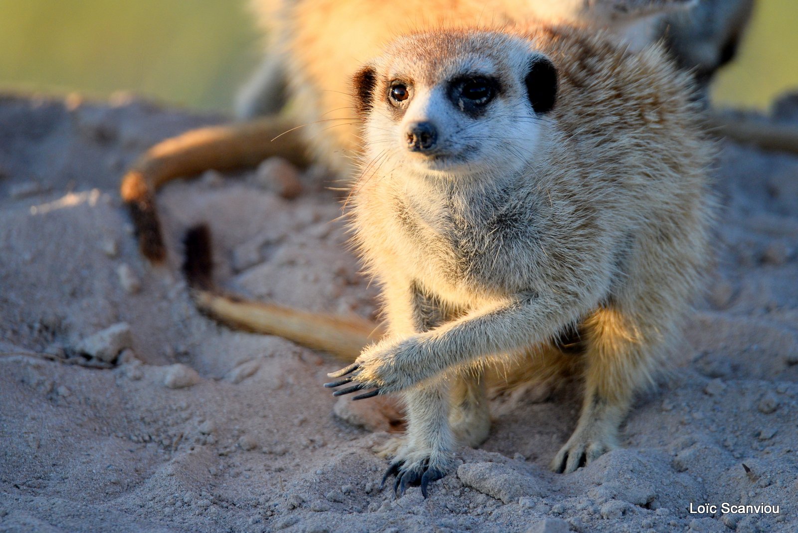 Suricate/Meerkat (10)