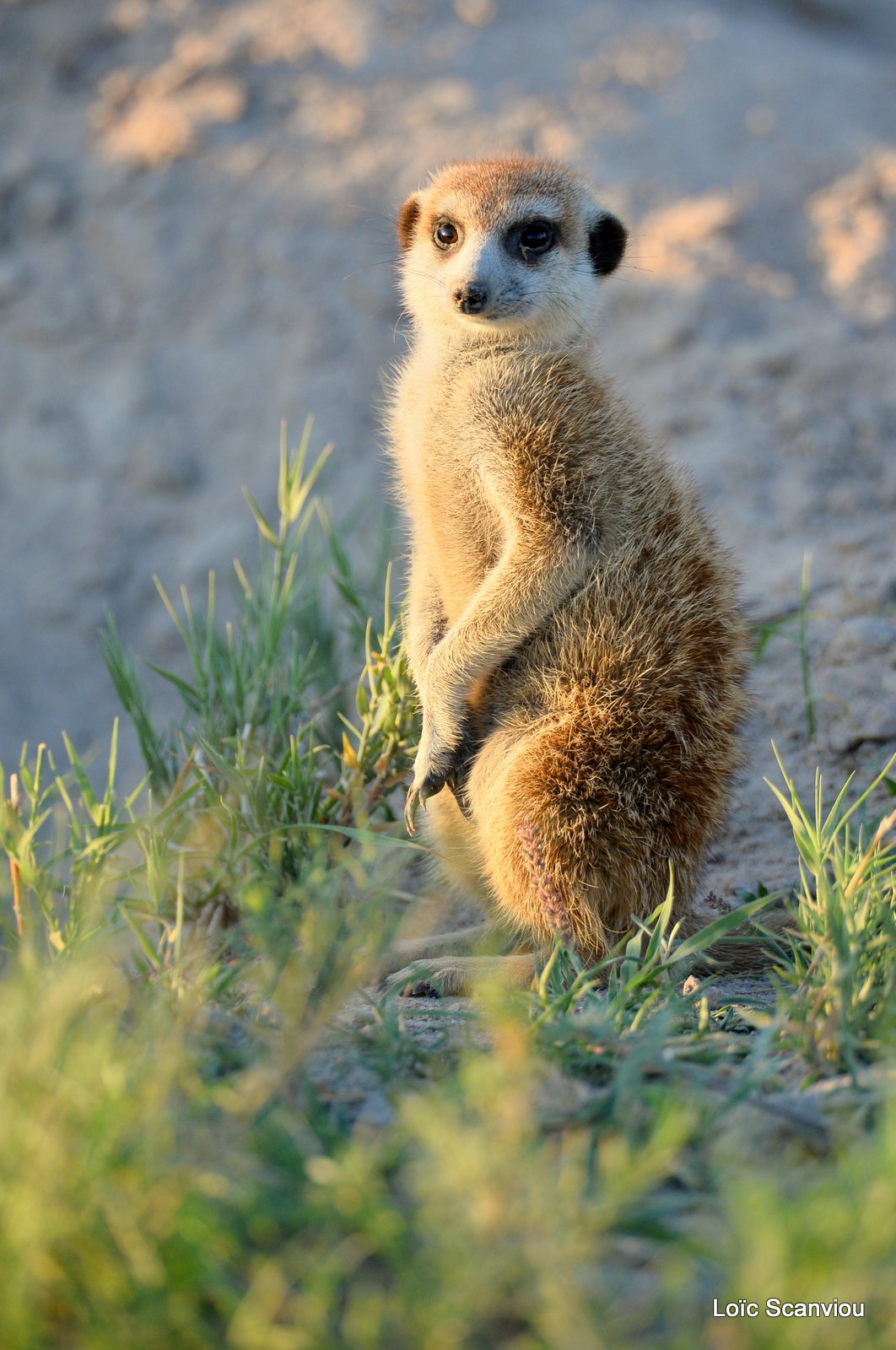 Suricate/Meerkat (11)