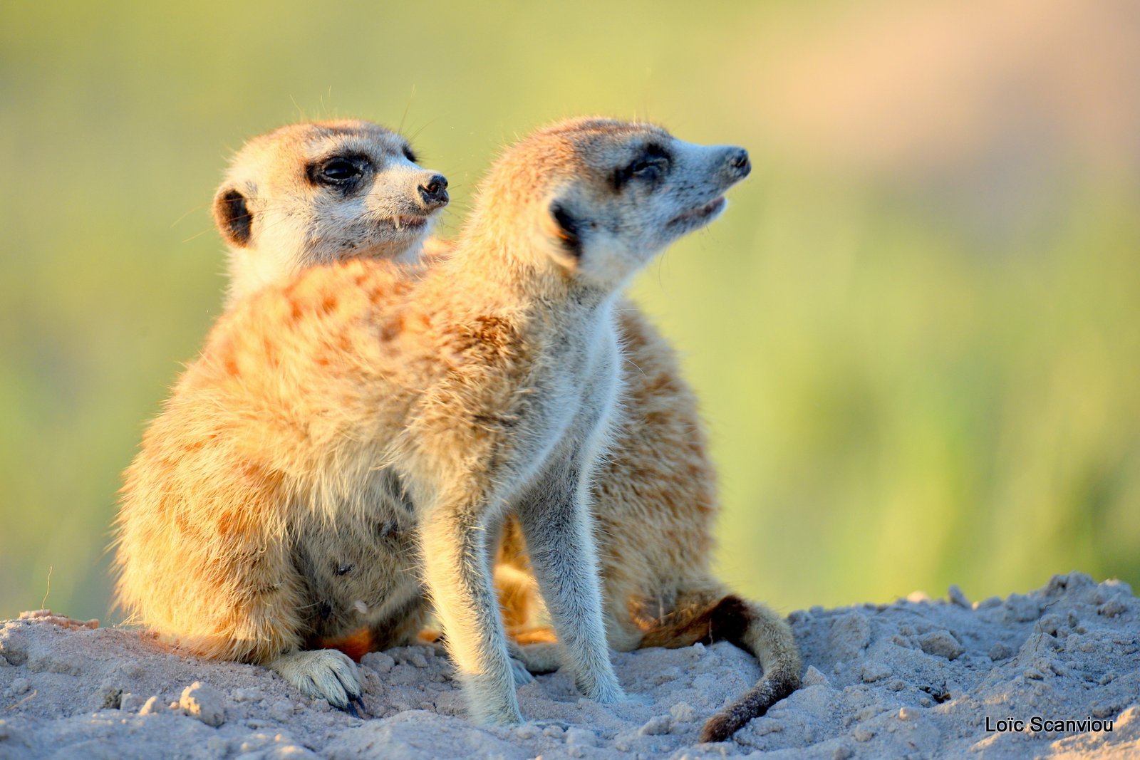 Suricate/Meerkat (12)