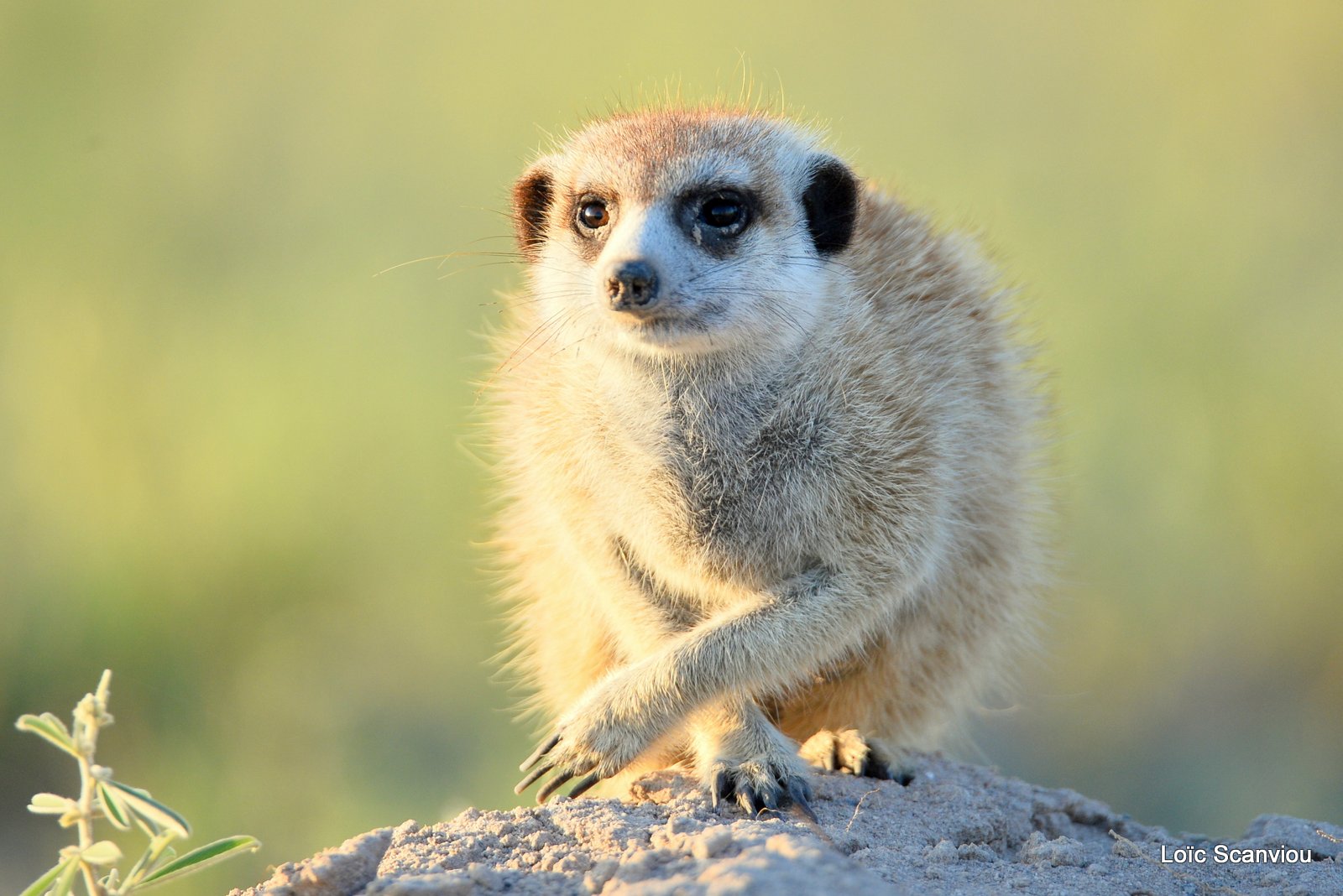 Suricate/Meerkat (13)