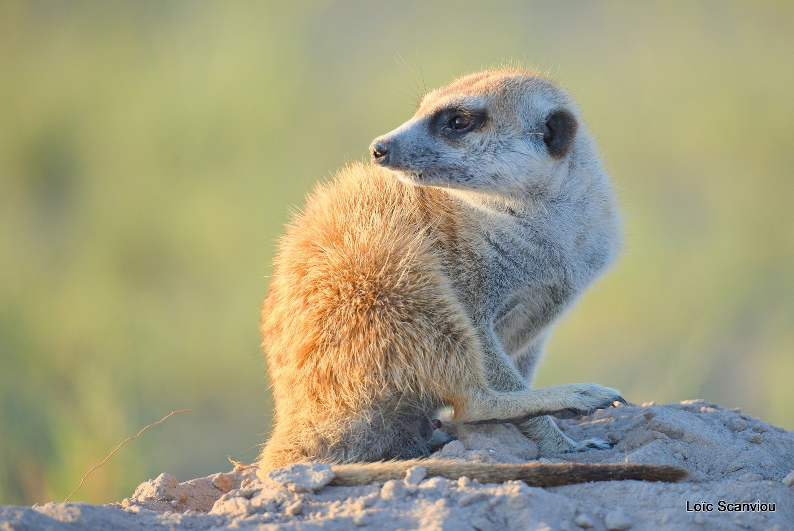 Suricate/Meerkat (15)