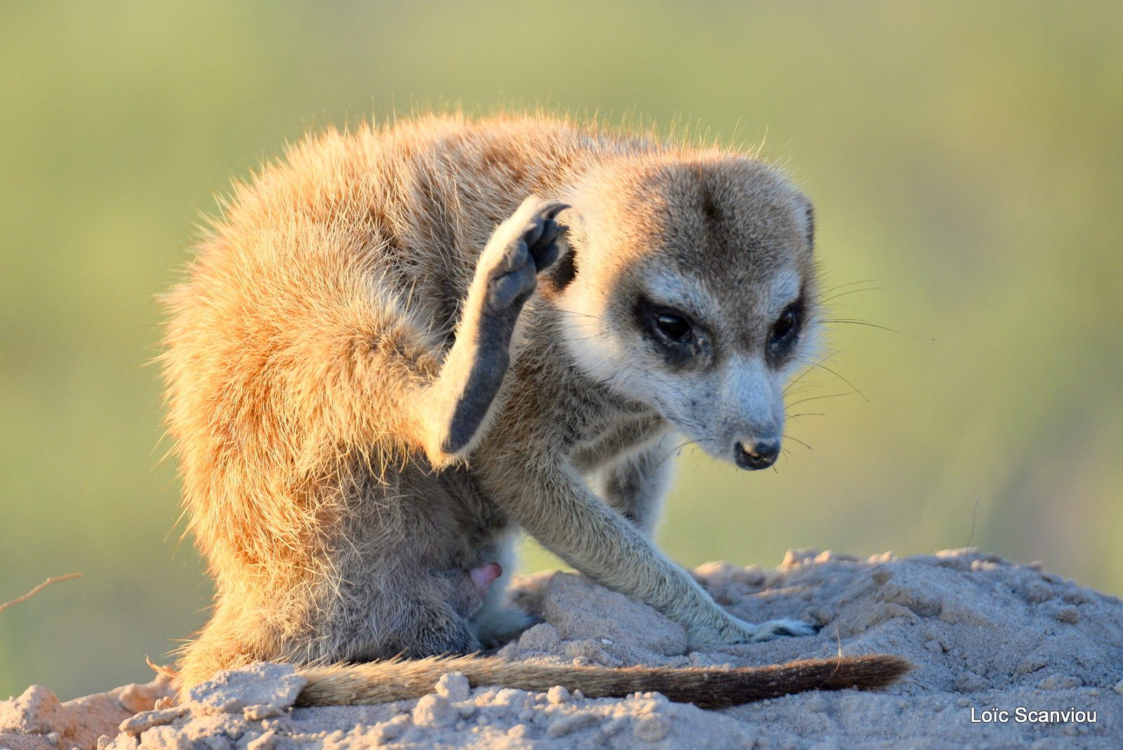 Suricate/Meerkat (16)