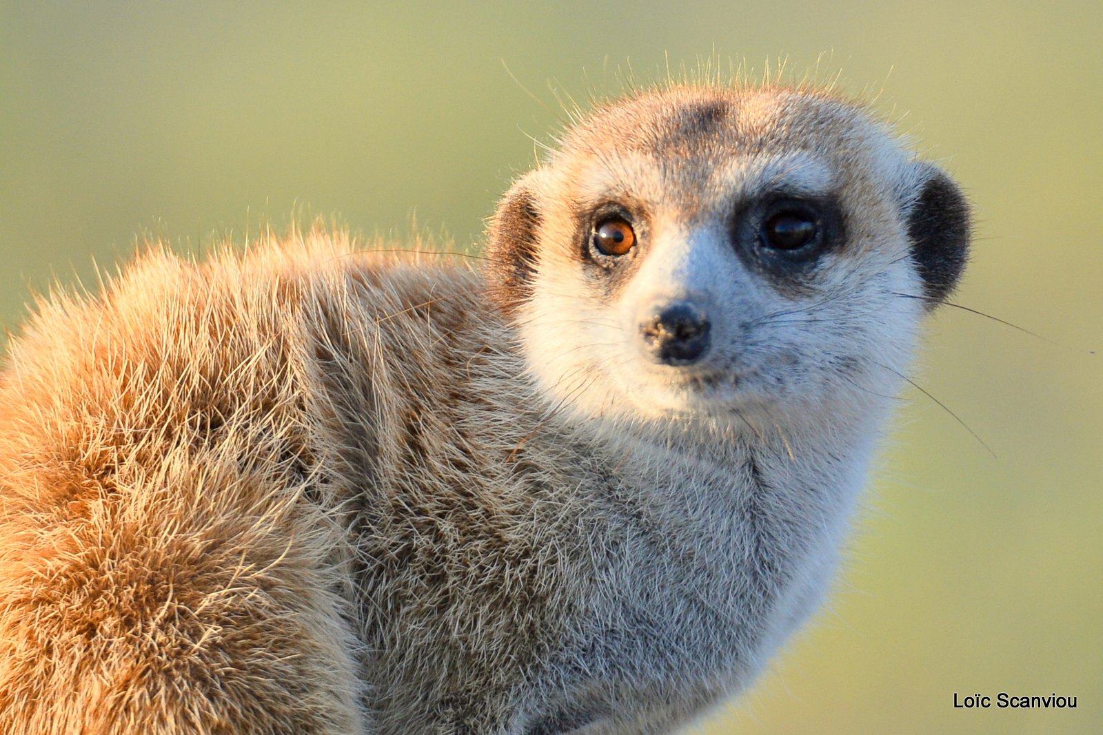 Suricate/Meerkat (17)