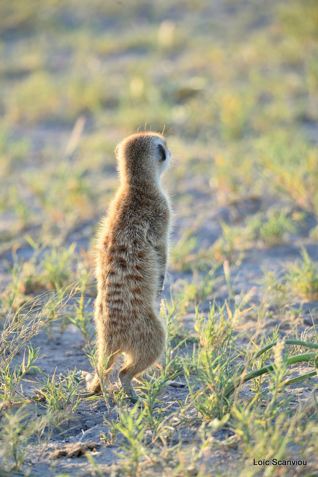 Suricate/Meerkat (18)