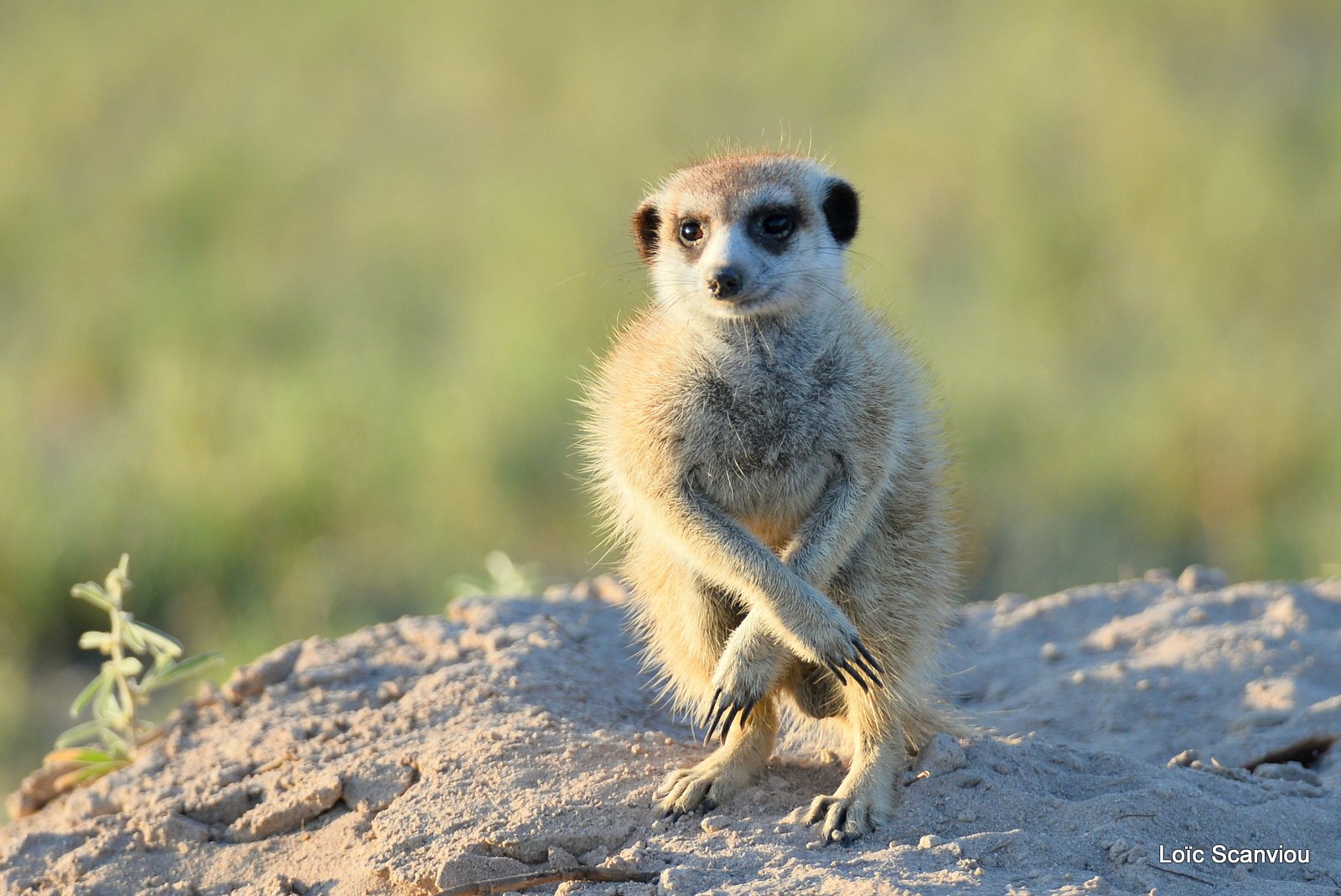 Suricate/Meerkat (19)