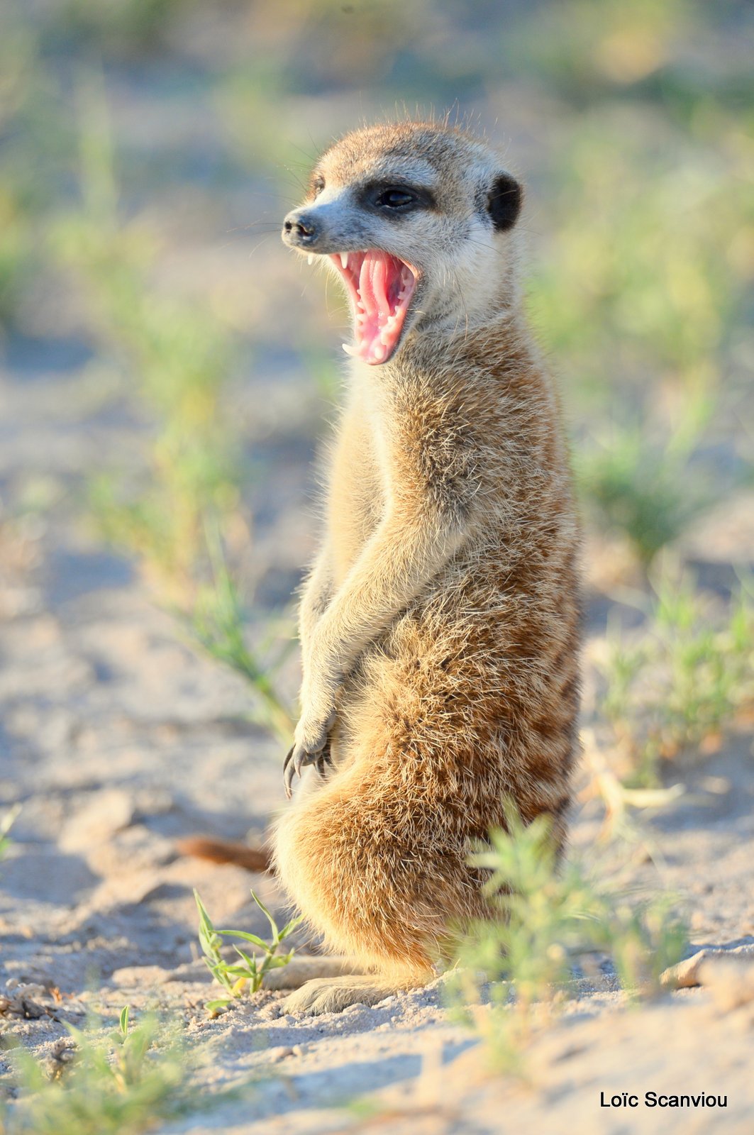 Suricate/Meerkat (20)