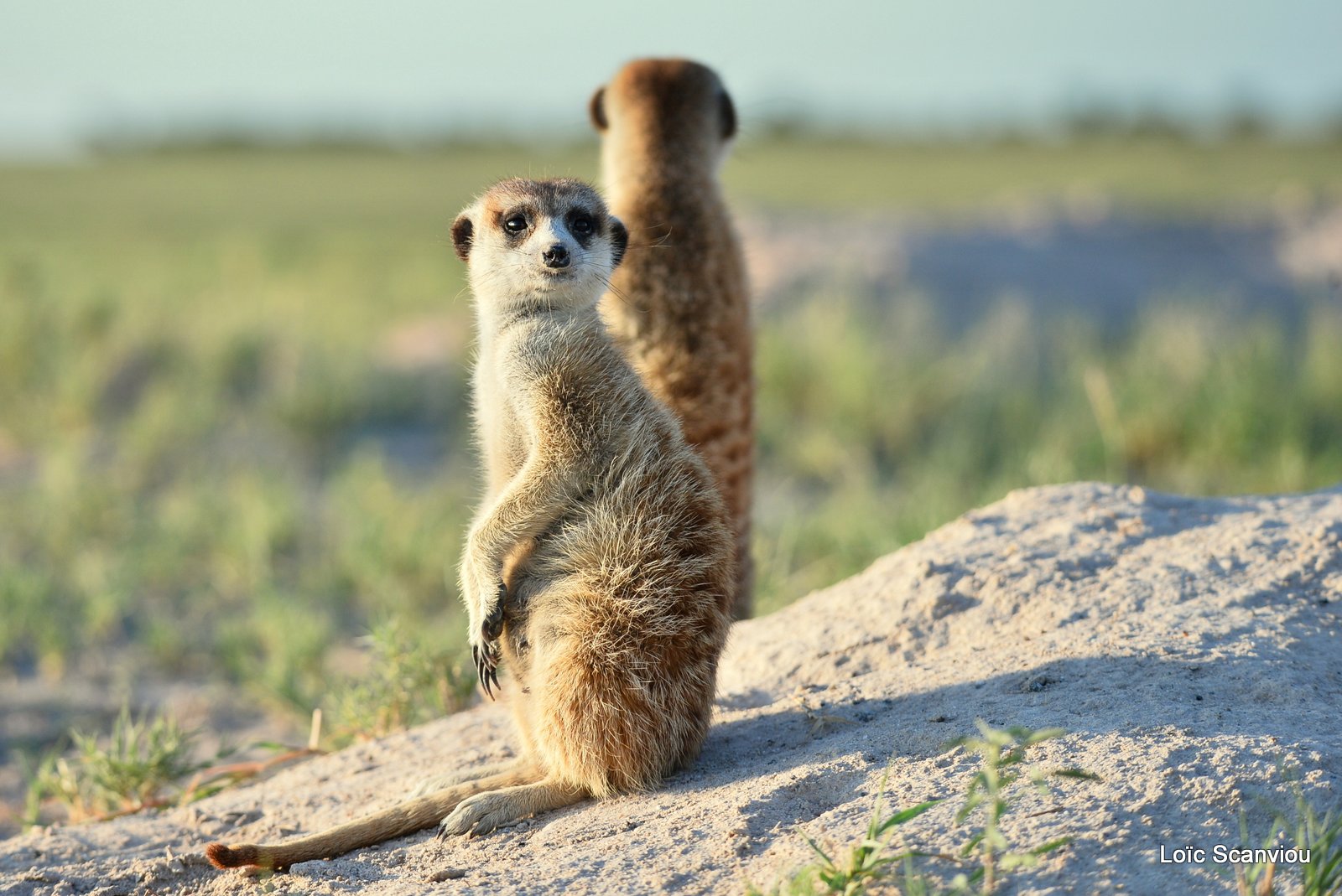 Suricate/Meerkat (21)