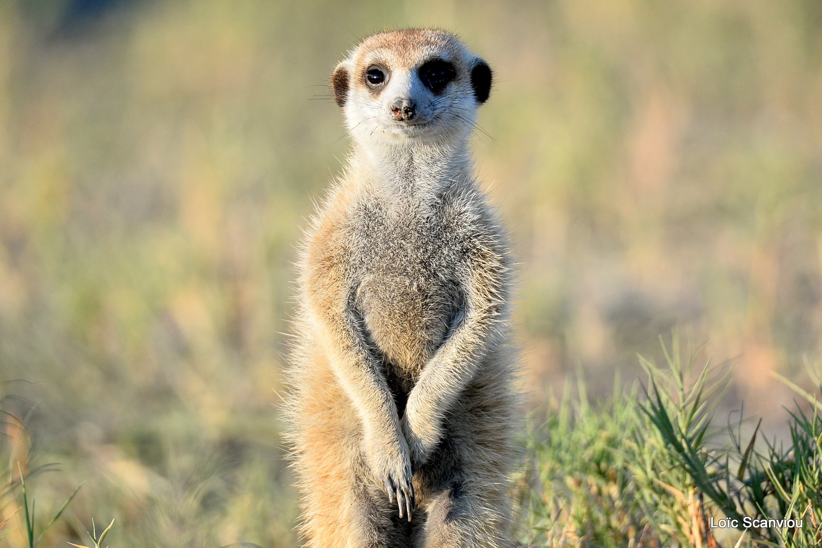 Suricate/Meerkat (22)