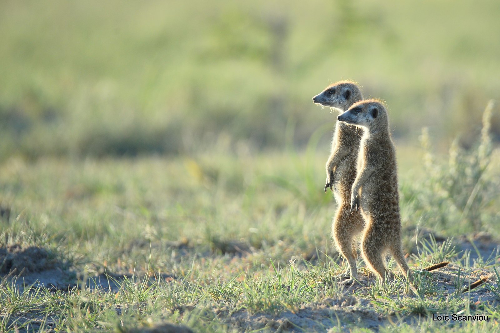 Suricate/Meerkat (23)