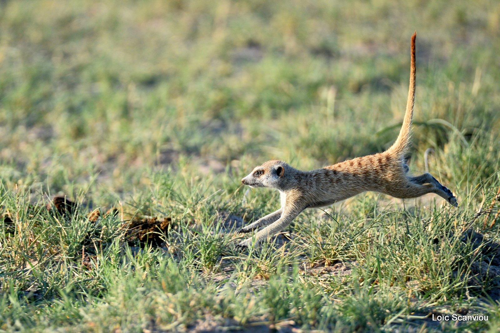 Suricate/Meerkat (24)