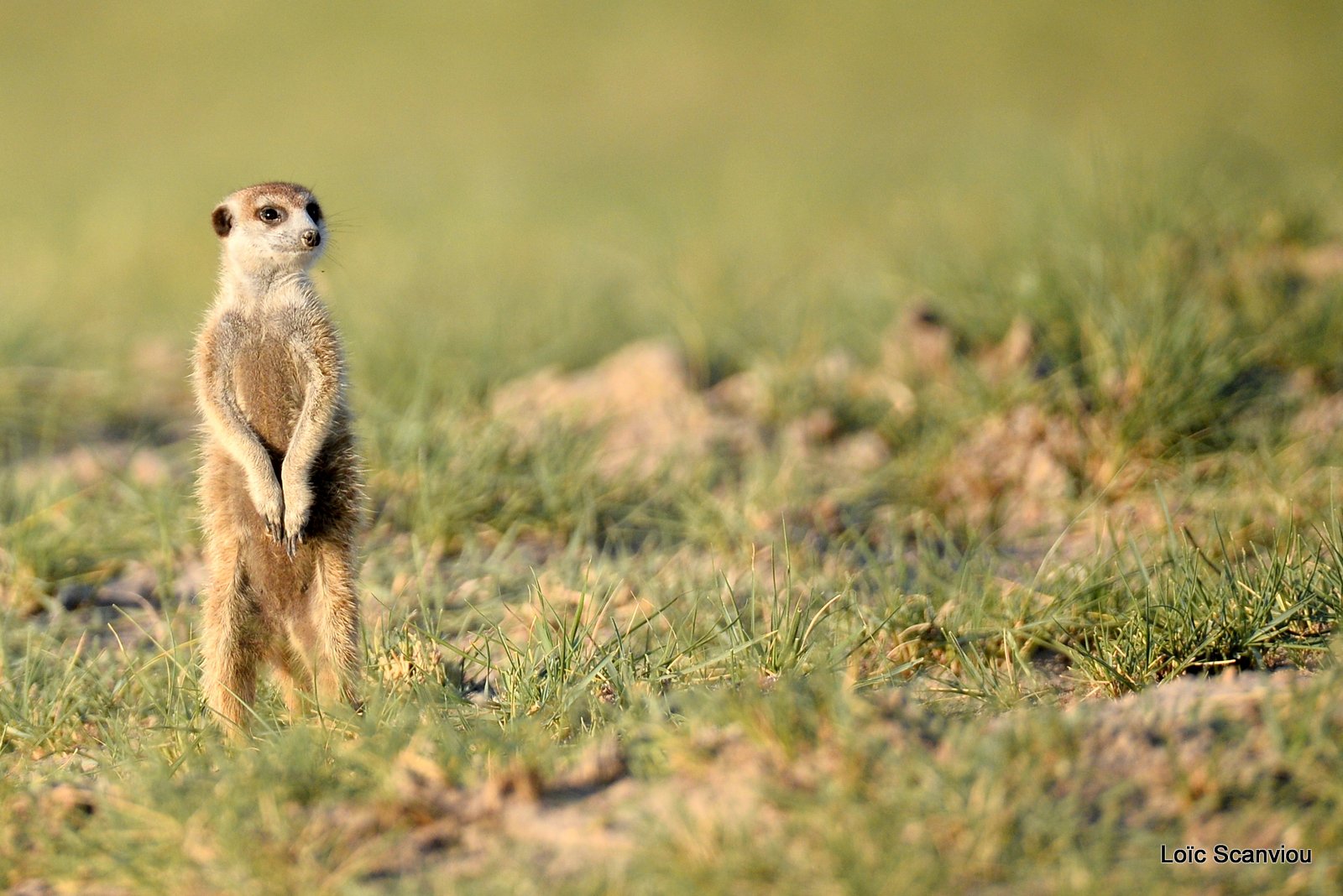 Suricate/Meerkat (25)