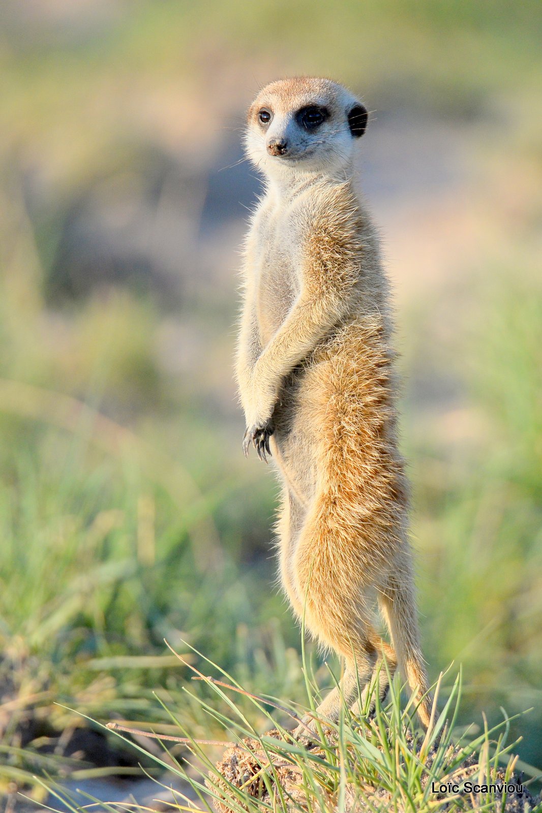 Suricate/Meerkat (26)