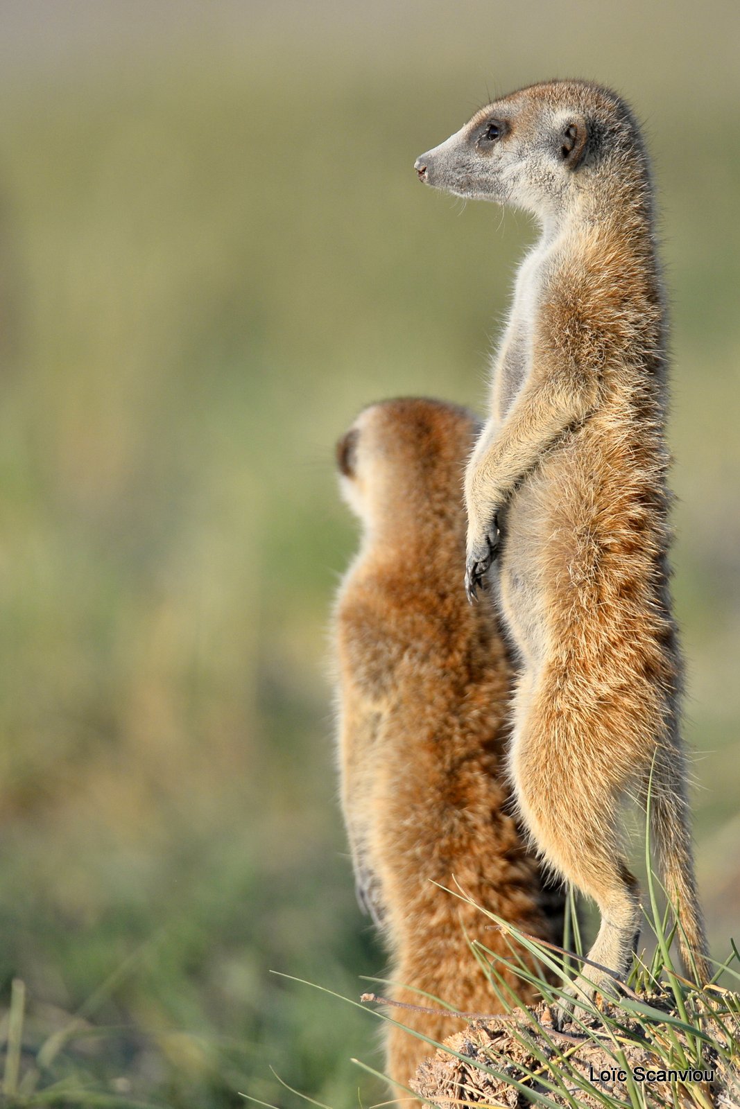 Suricate/Meerkat (27)