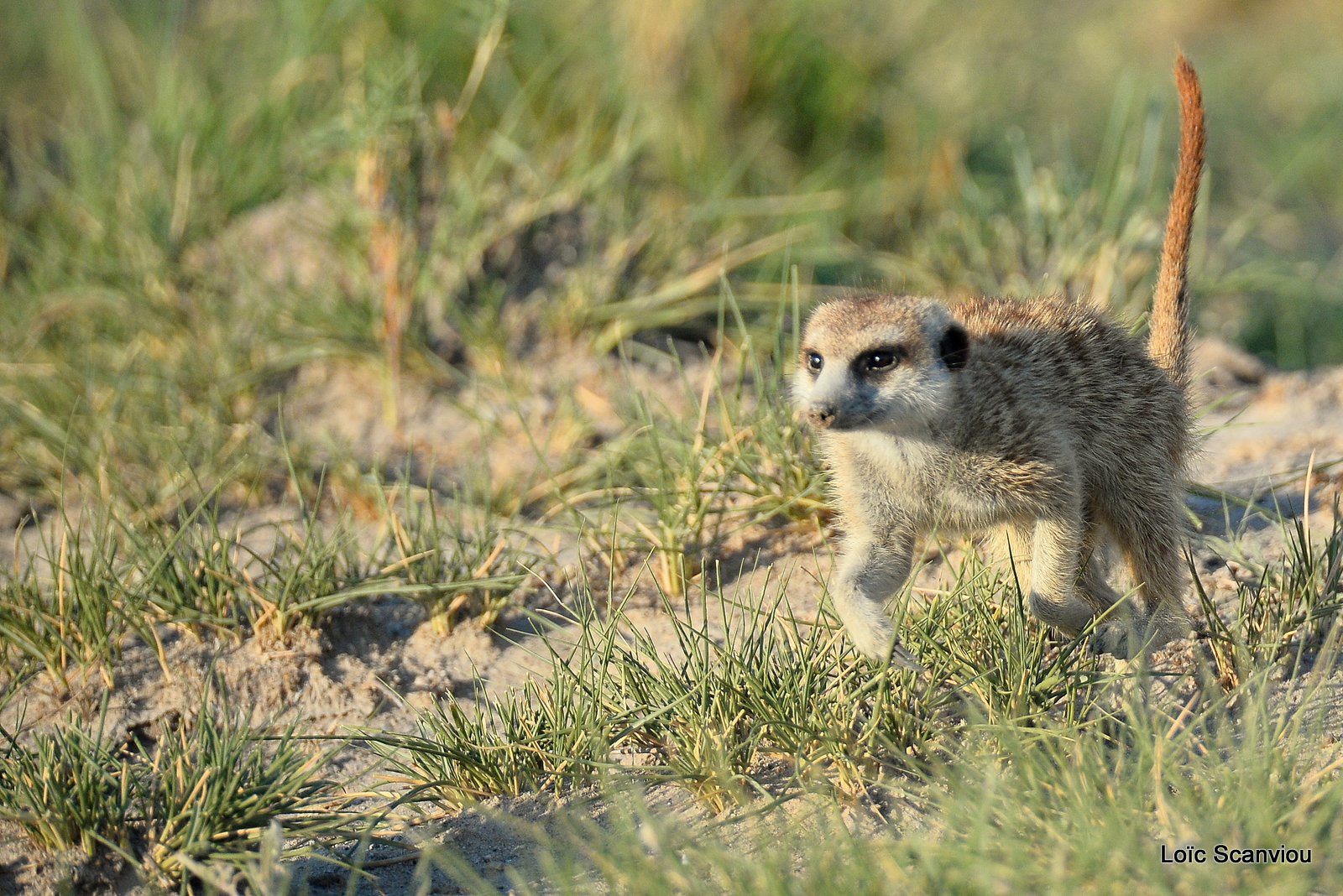 Suricate/Meerkat (28)