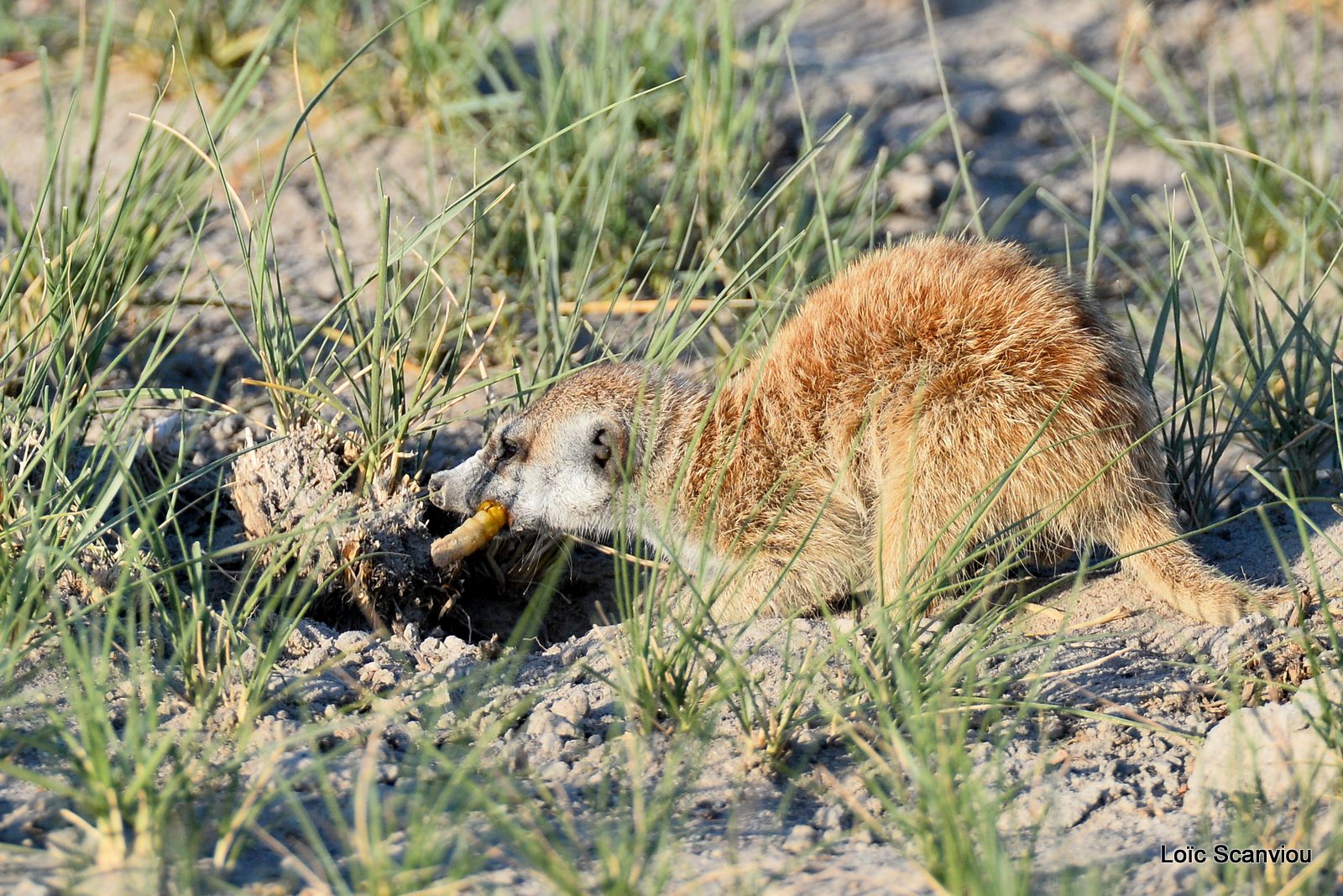 Suricate/Meerkat (29)