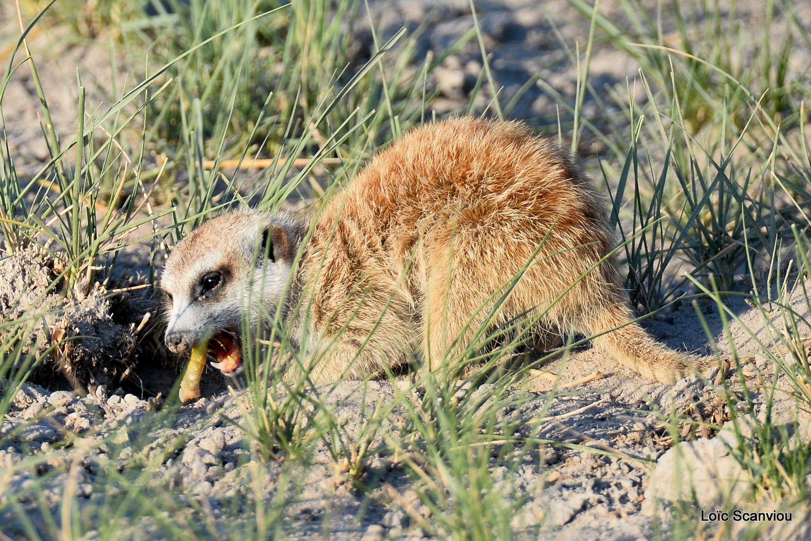 Suricate/Meerkat (30)