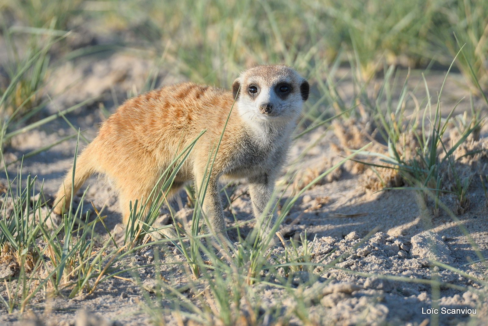 Suricate/Meerkat (32)