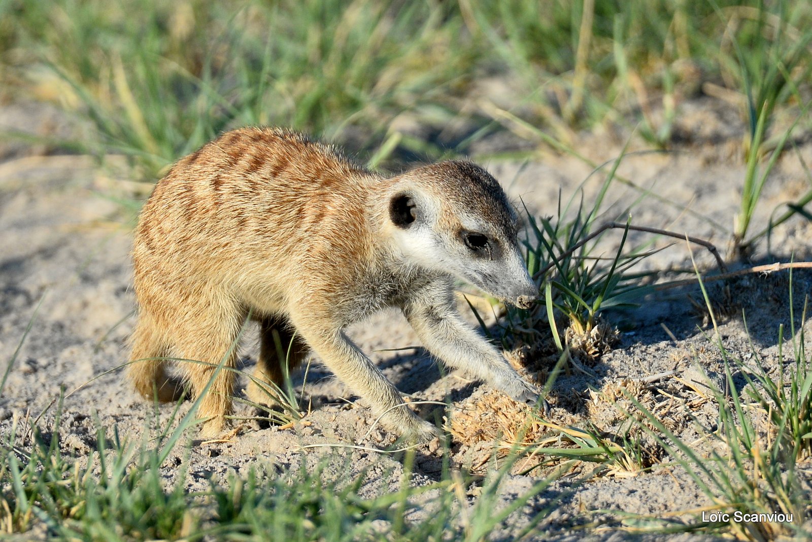 Suricate/Meerkat (33)