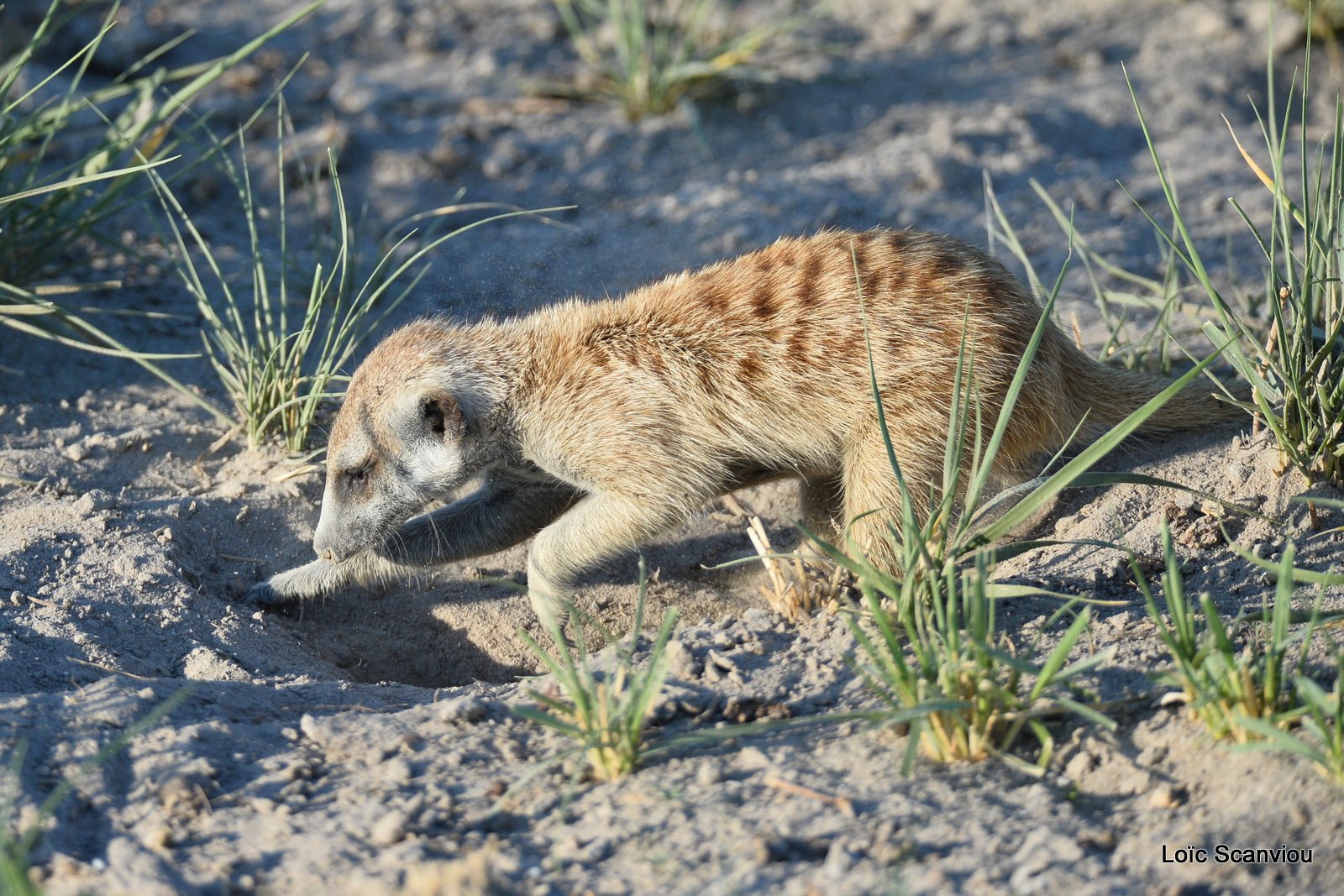 Suricate/Meerkat (34)