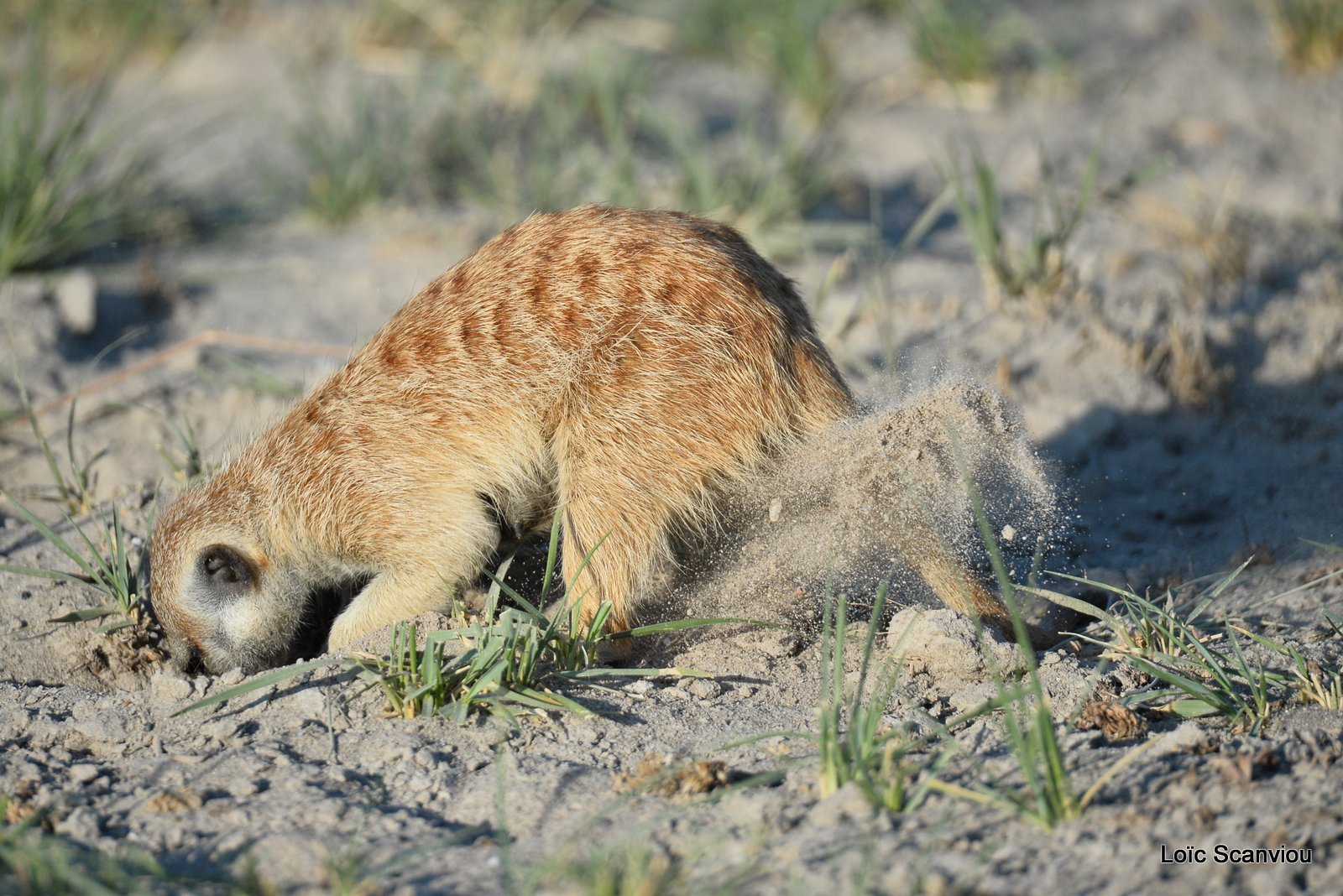 Suricate/Meerkat (35)