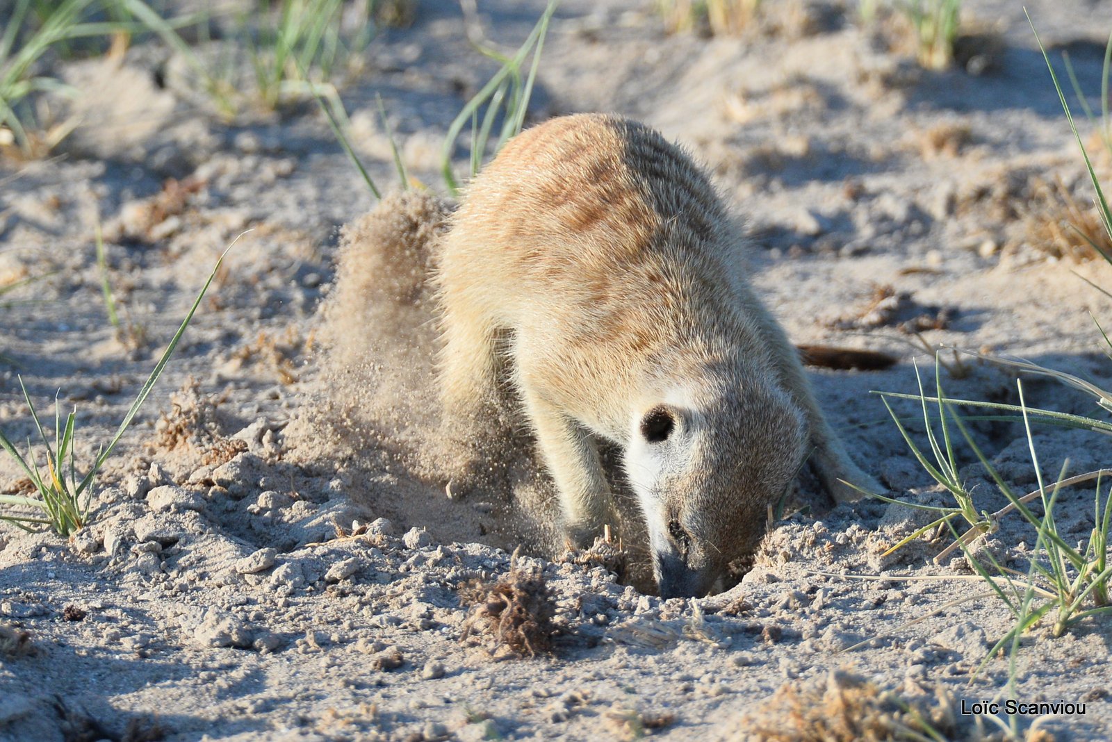 Suricate/Meerkat (36)