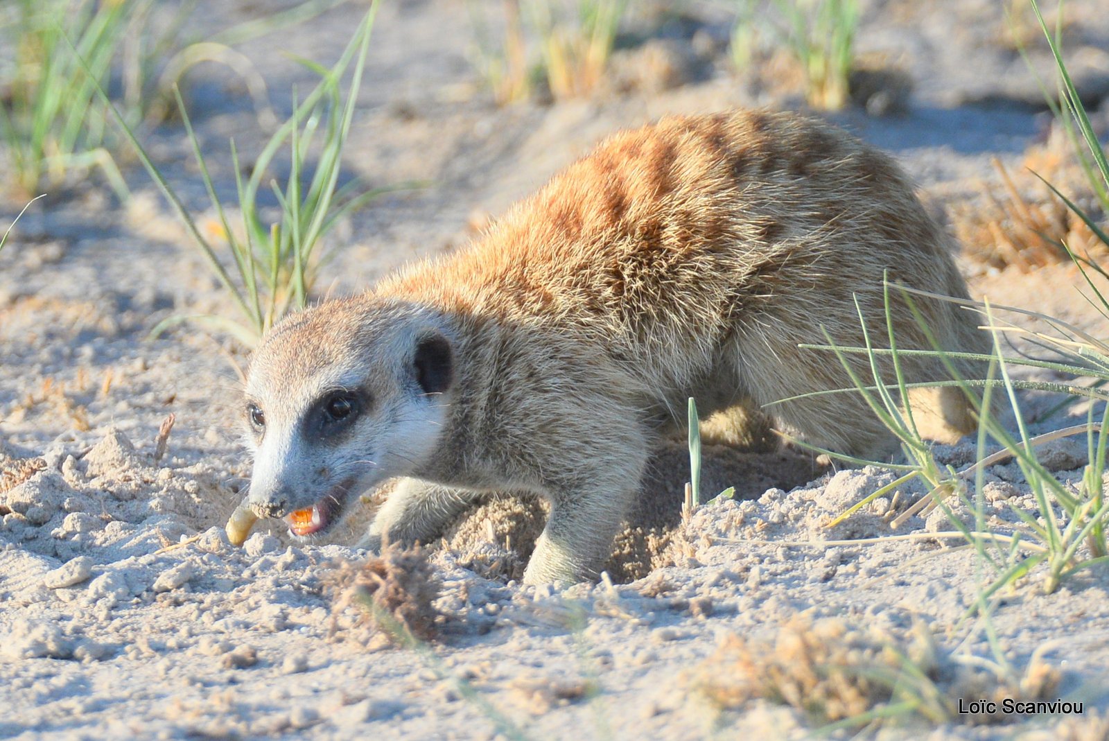 Suricate/Meerkat (37)