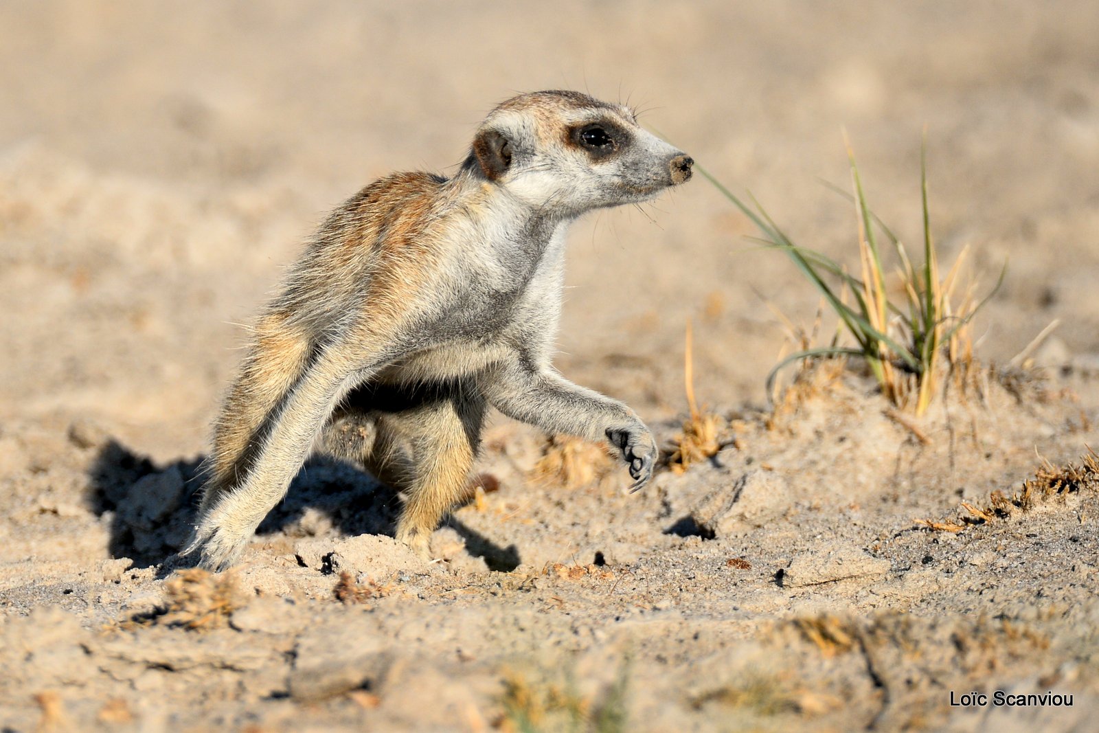 Suricate/Meerkat (38)