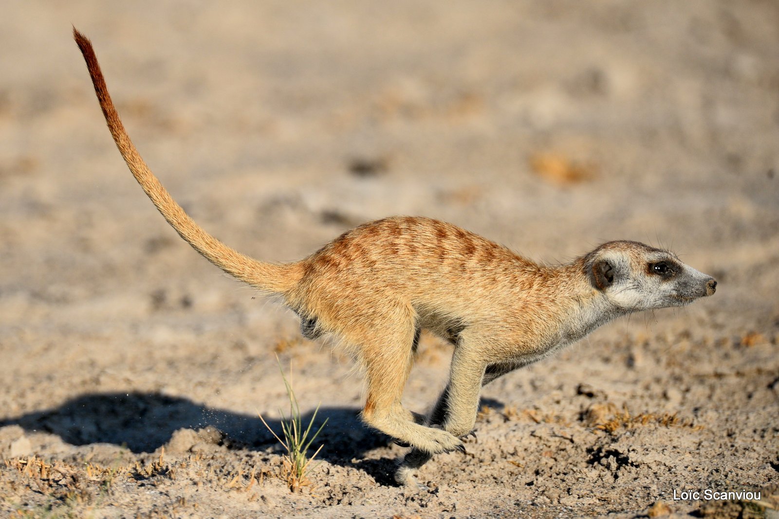 Suricate/Meerkat (39)