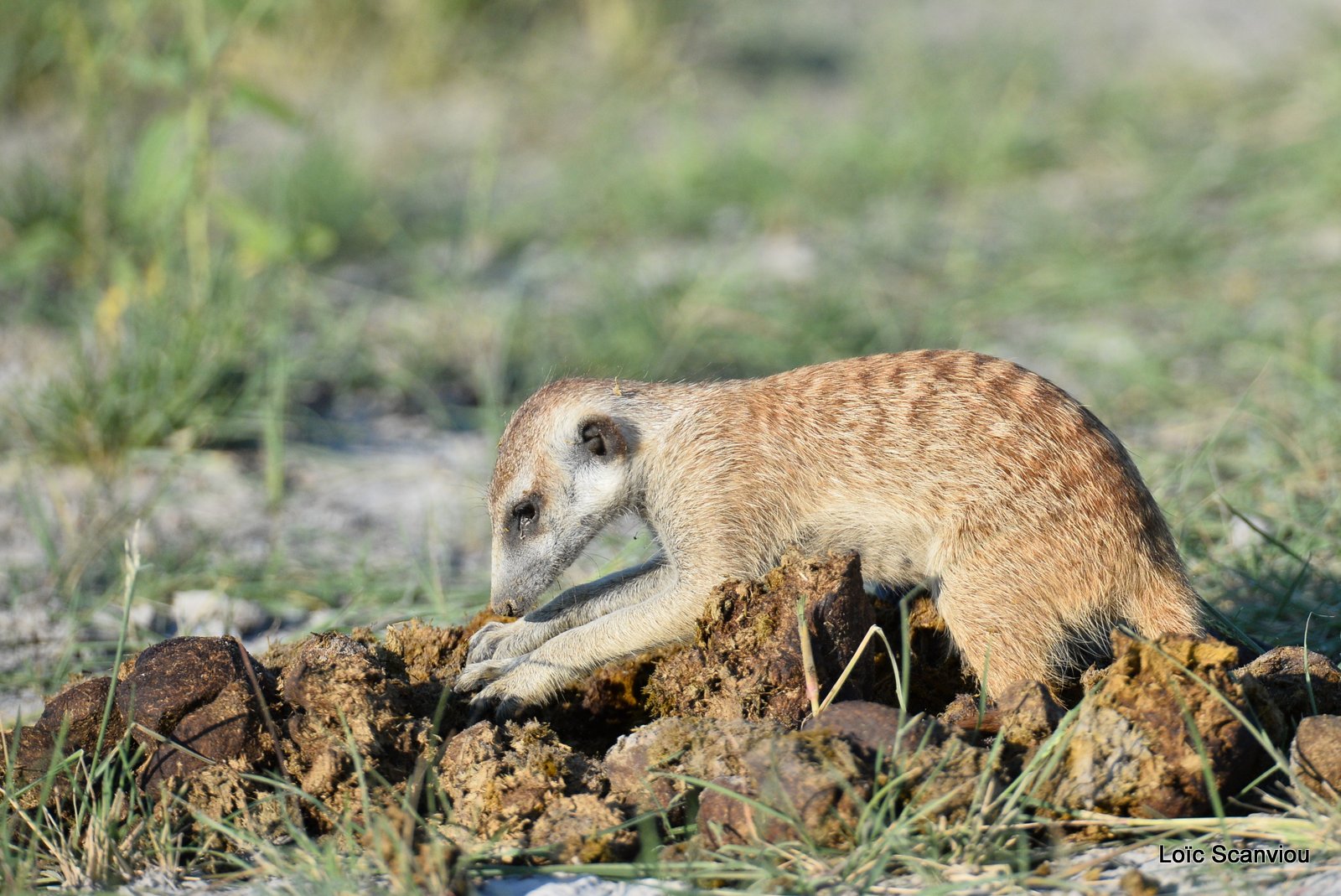 Suricate/Meerkat (40)