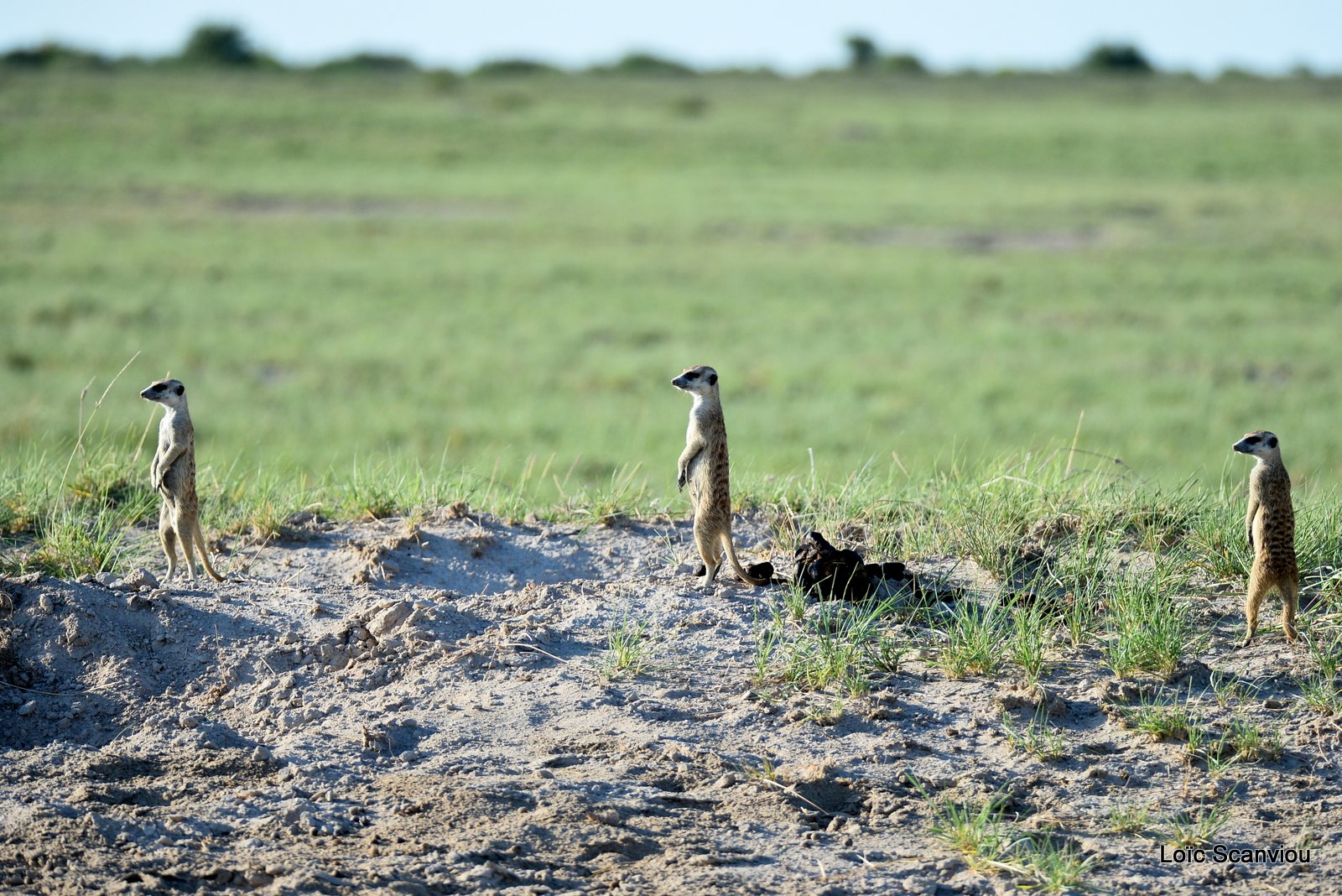 Suricate/Meerkat (41)