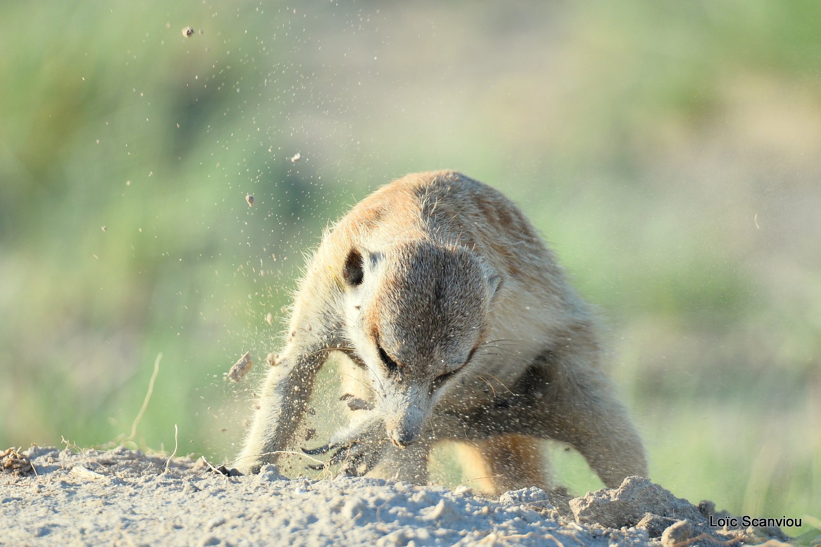 Suricate/Meerkat (42)