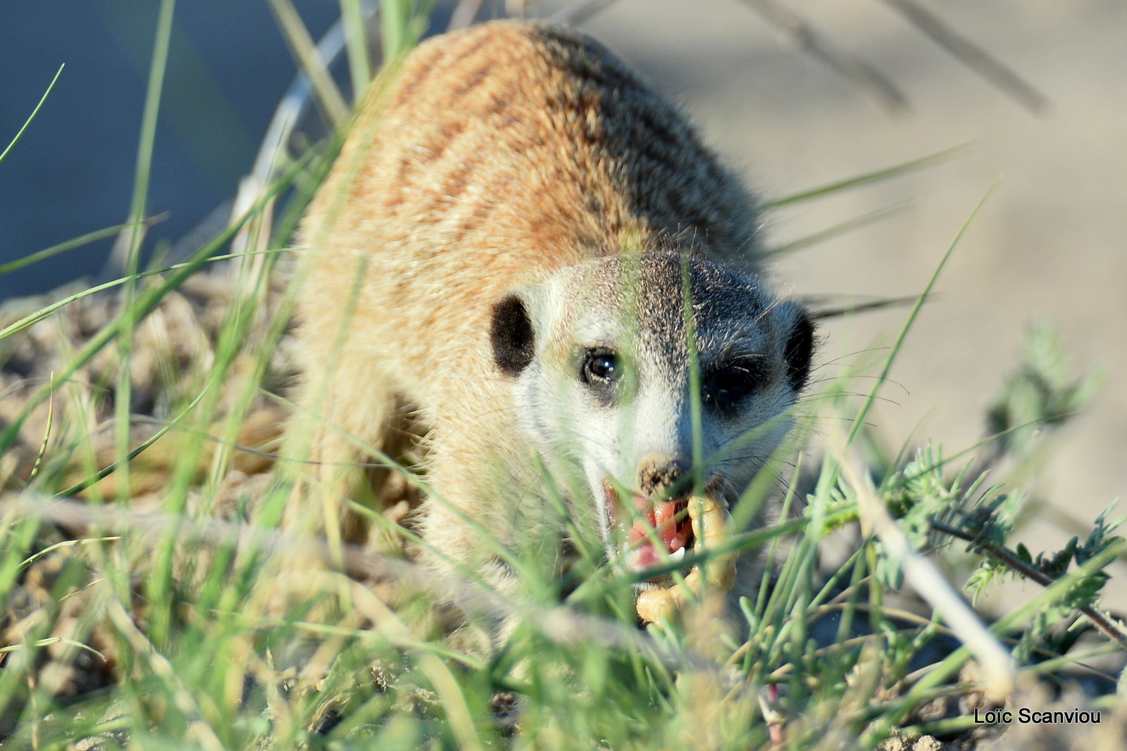 Suricate/Meerkat (43)