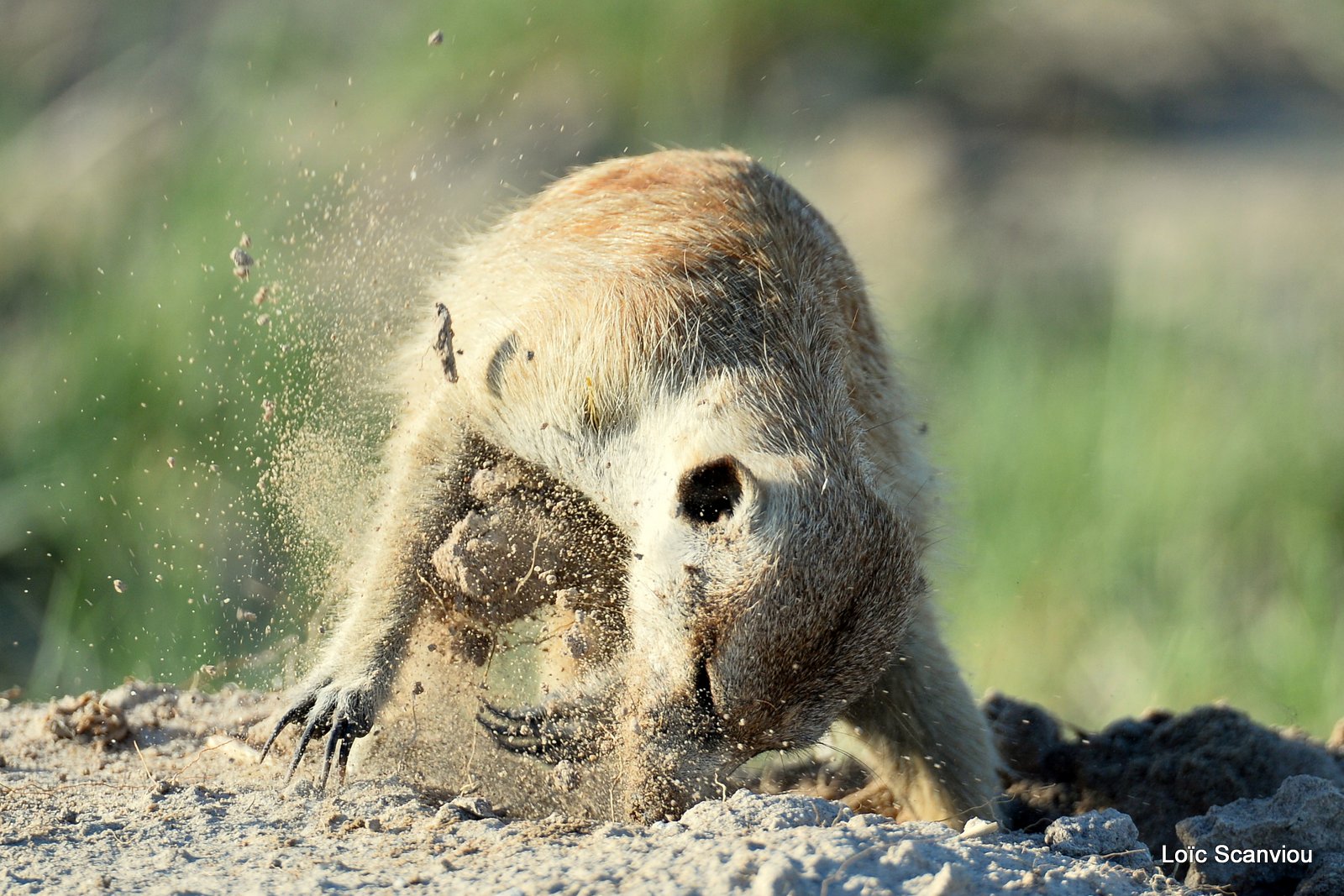 Suricate/Meerkat (44)