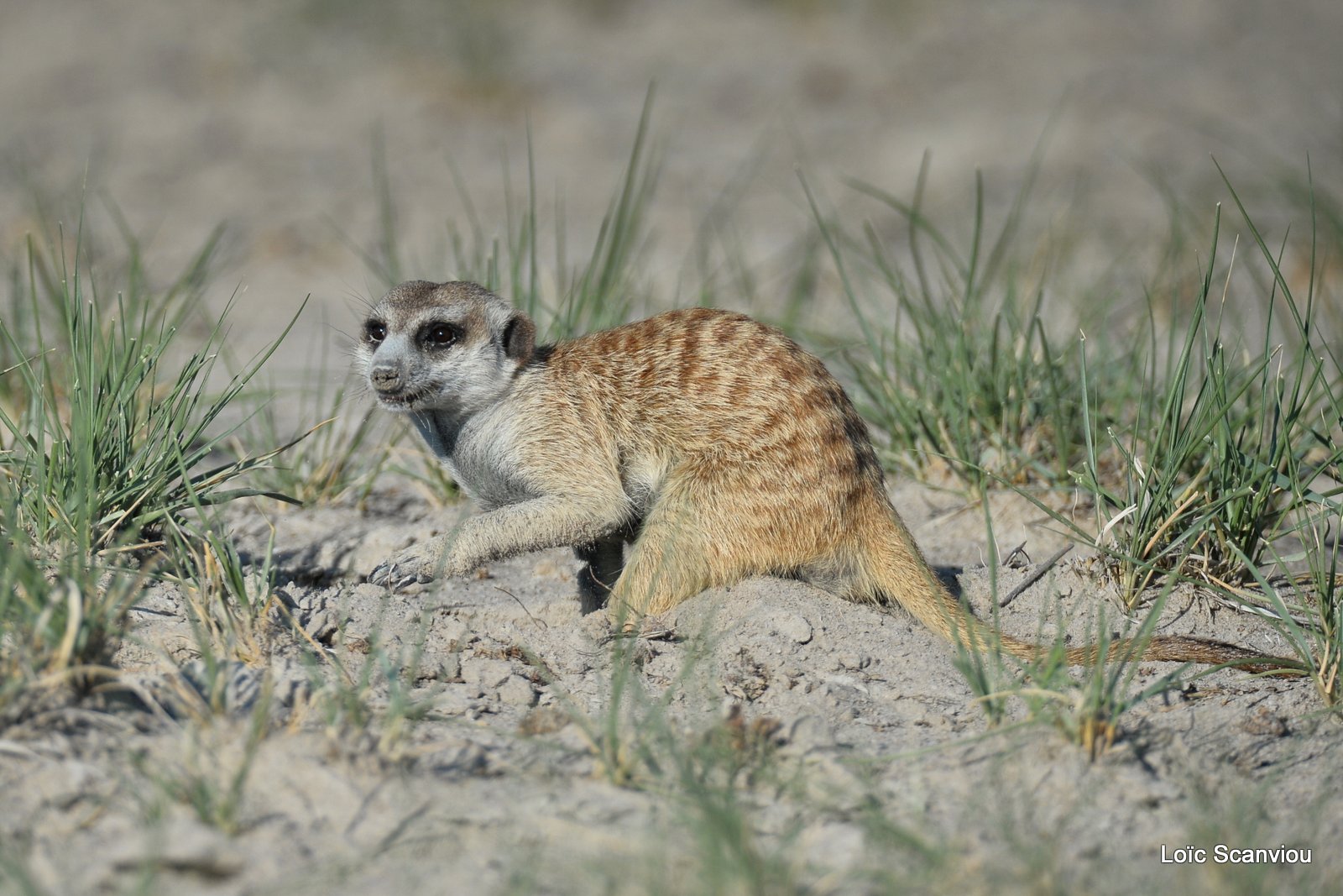 Suricate/Meerkat (45)