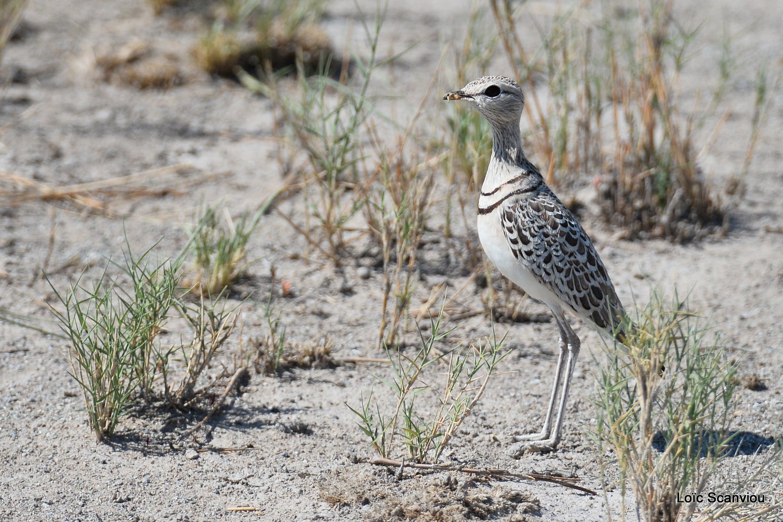 Courvite à double collier/Double-banded Courser (1)