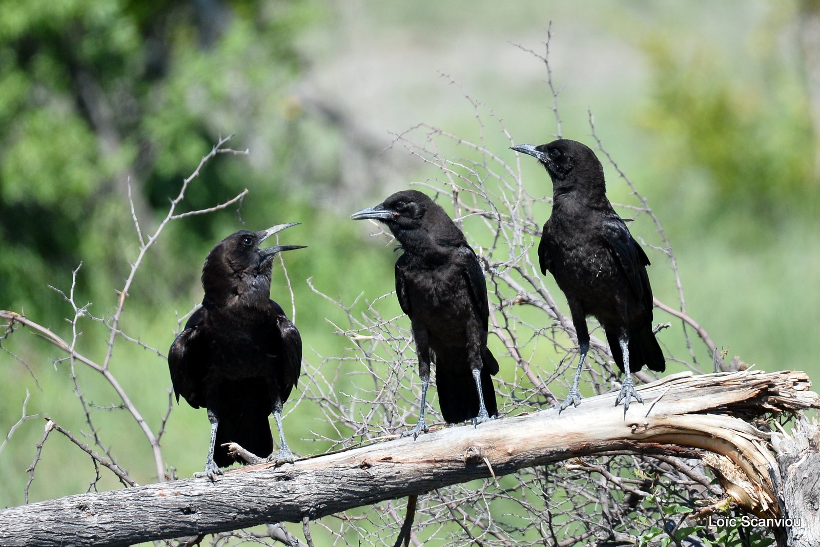 Corneille du Cap/Cape Crow (1)