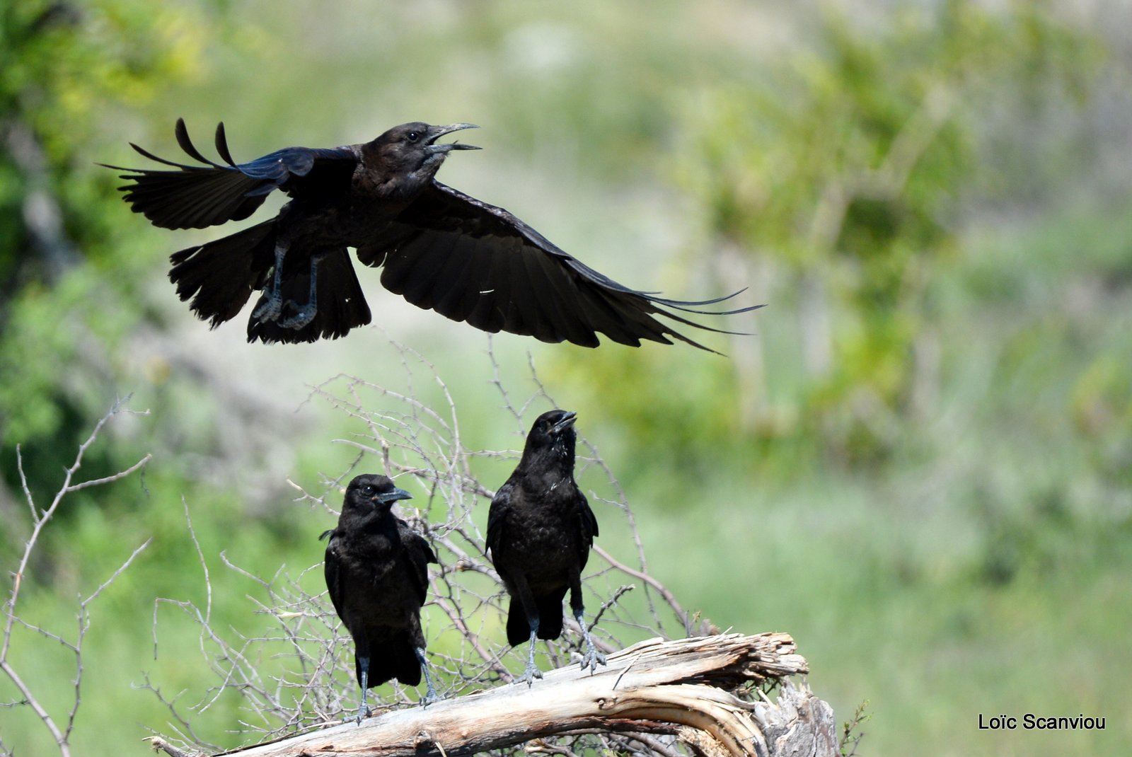 Corneille du Cap/Cape Crow (2)