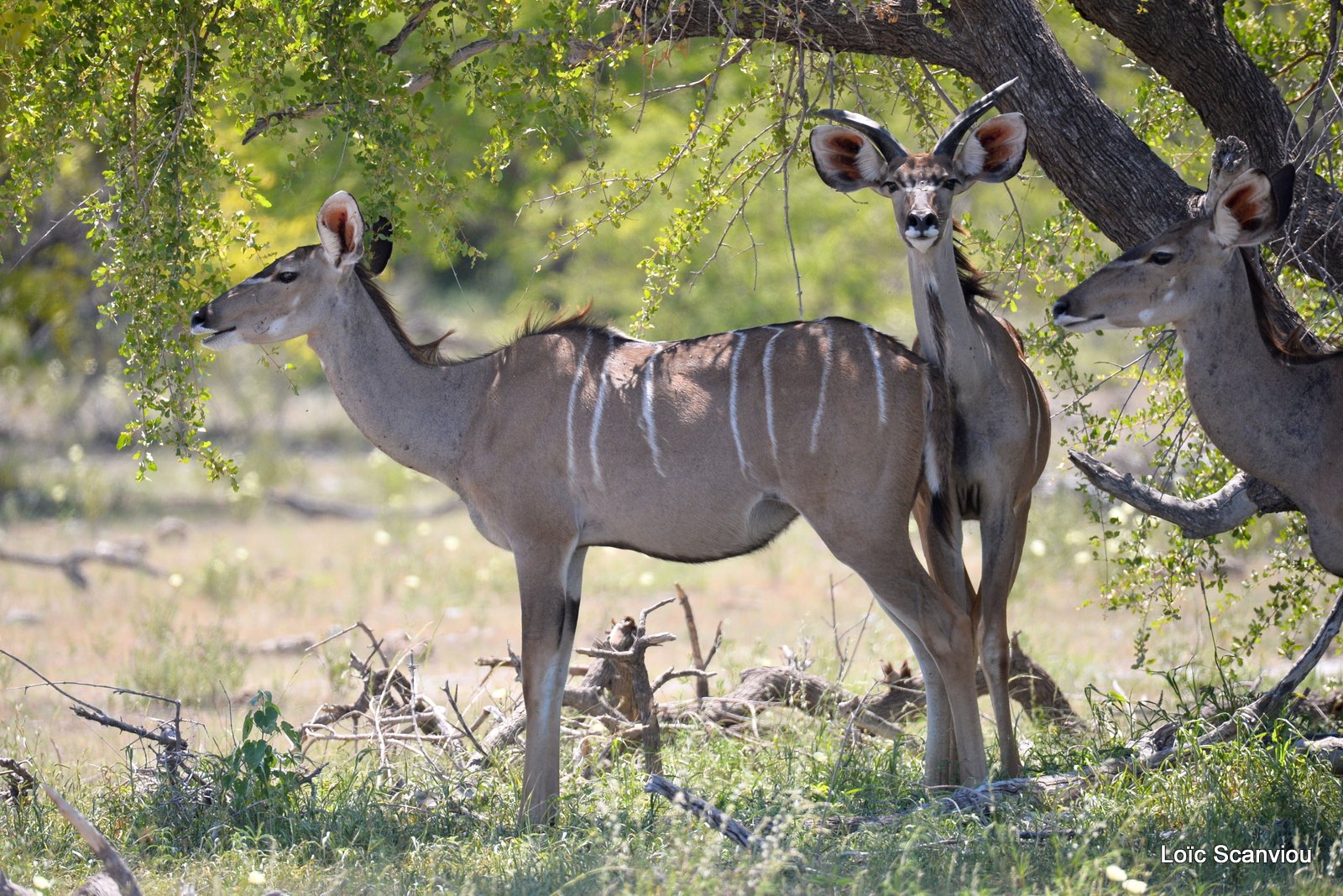 Makgadikgadi 2020 (82)