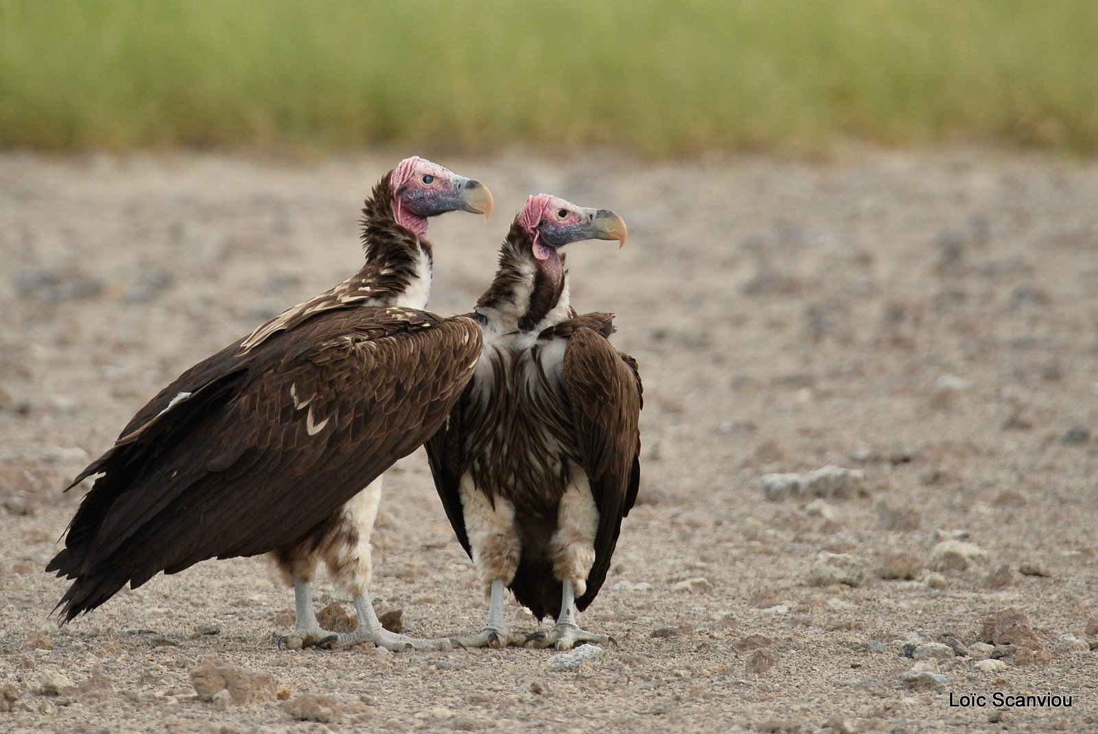 Vautour oricou/Lappet-faced Vulture (1)