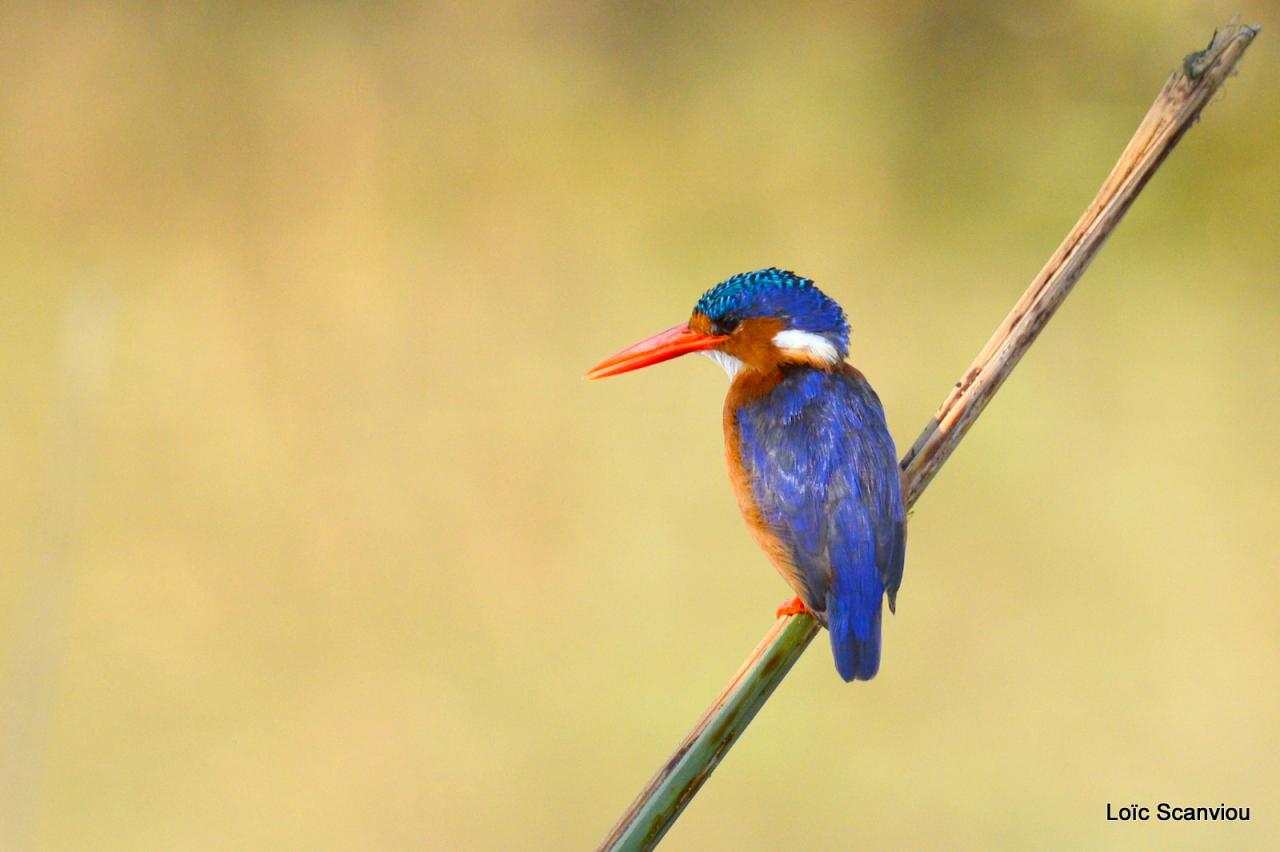 Martin-pêcheur huppé/Malachite Kingfisher (1)