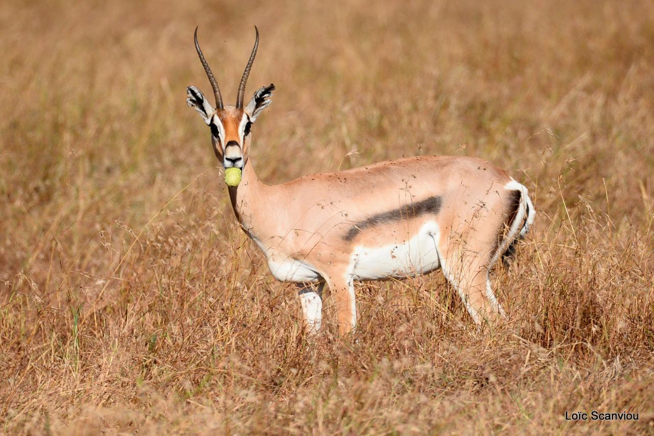 Gazelle de Grant (1)