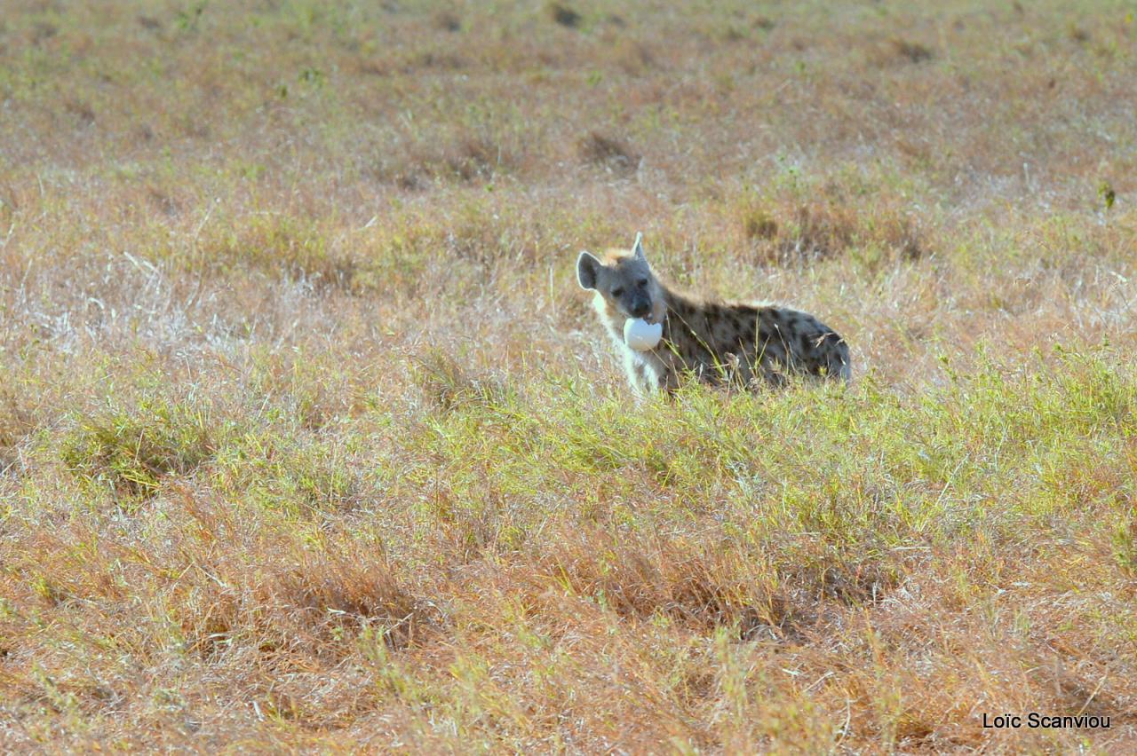 Hyène tachetée/Spotted Hyena (1)