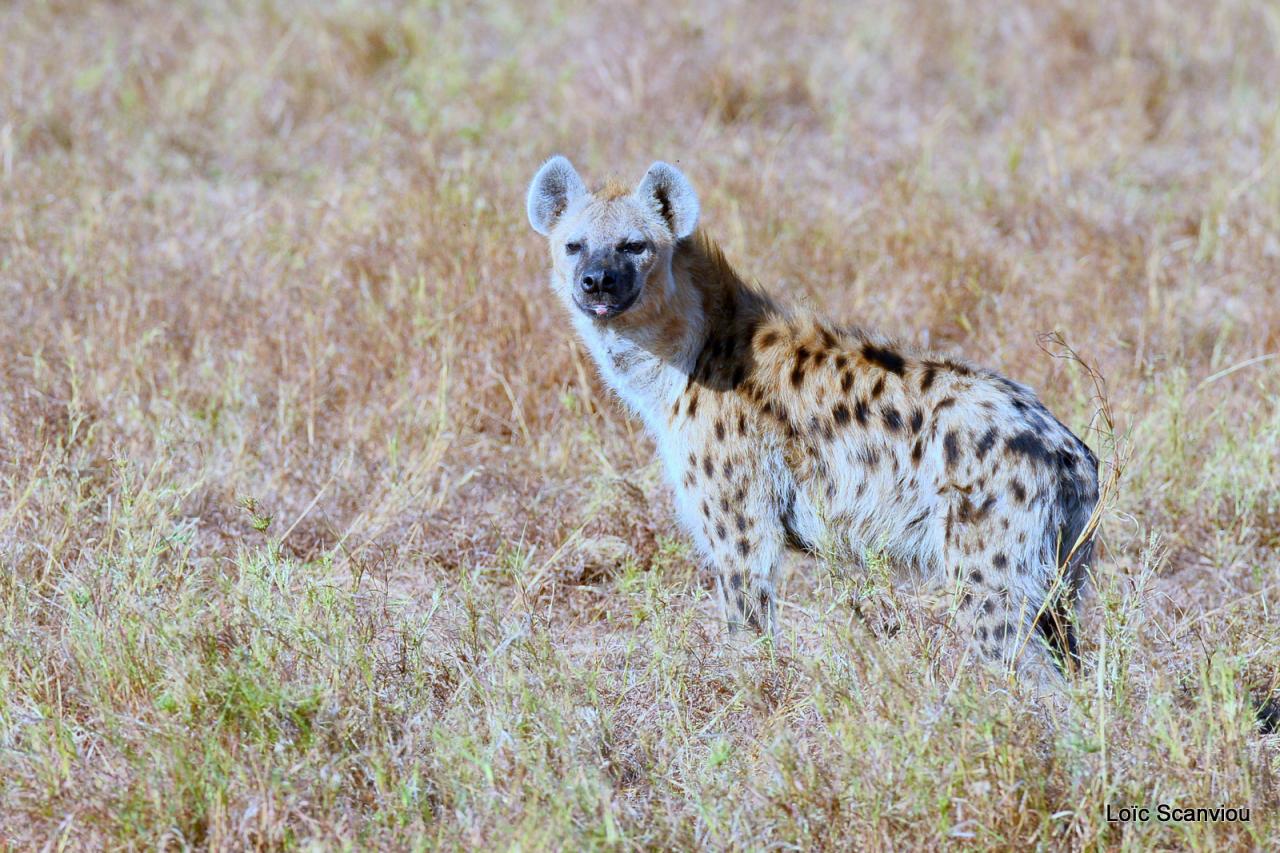 Hyène tachetée/Spotted Hyena (2)