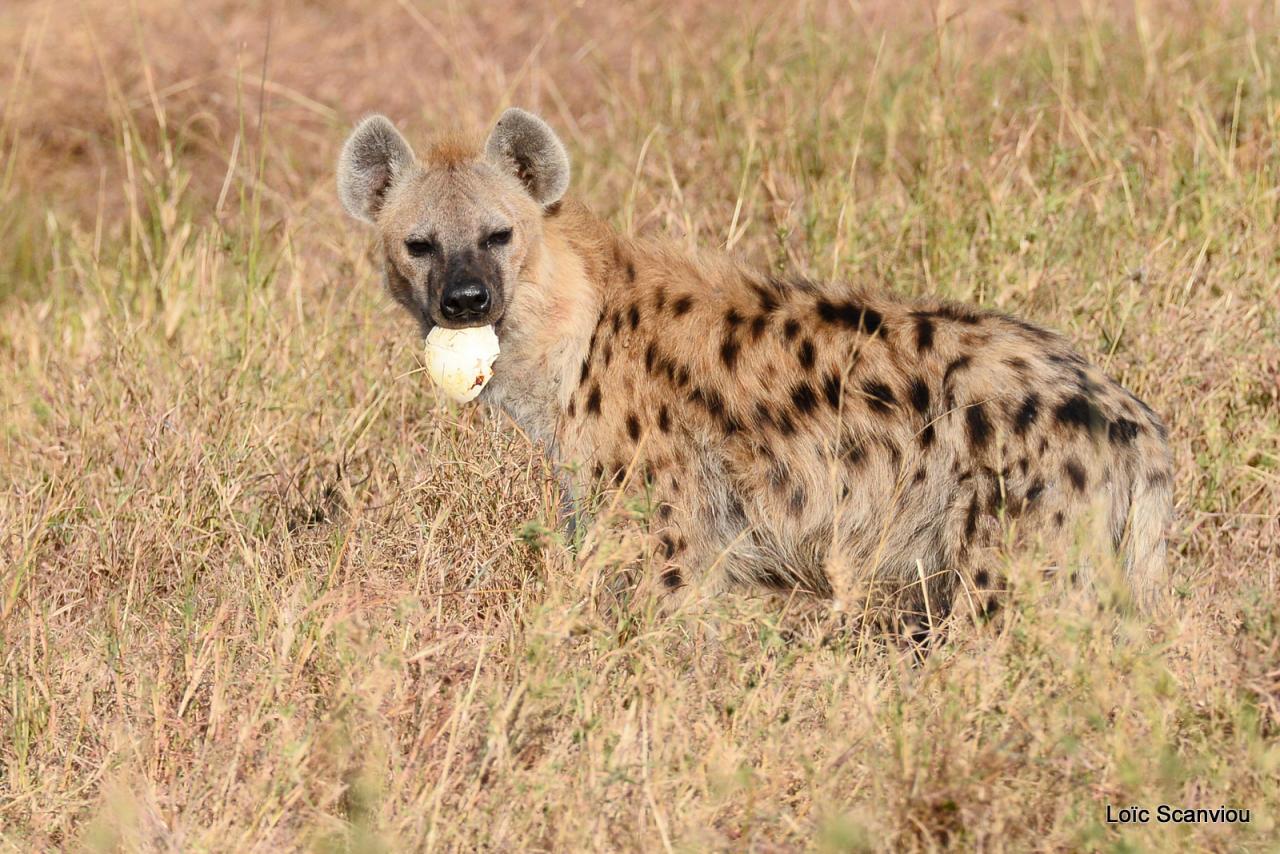 Hyène tachetée/Spotted Hyena (3)