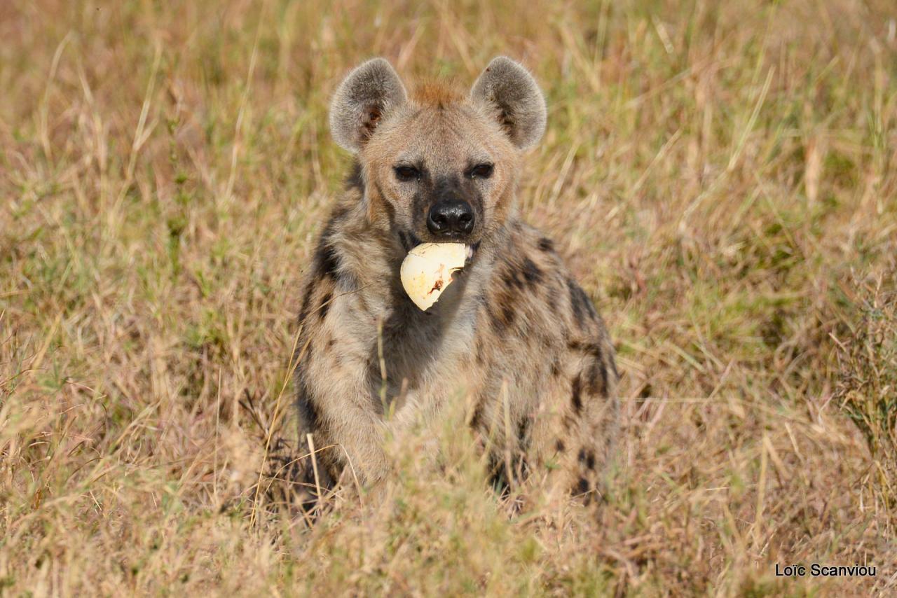 Hyène tachetée/Spotted Hyena (4)