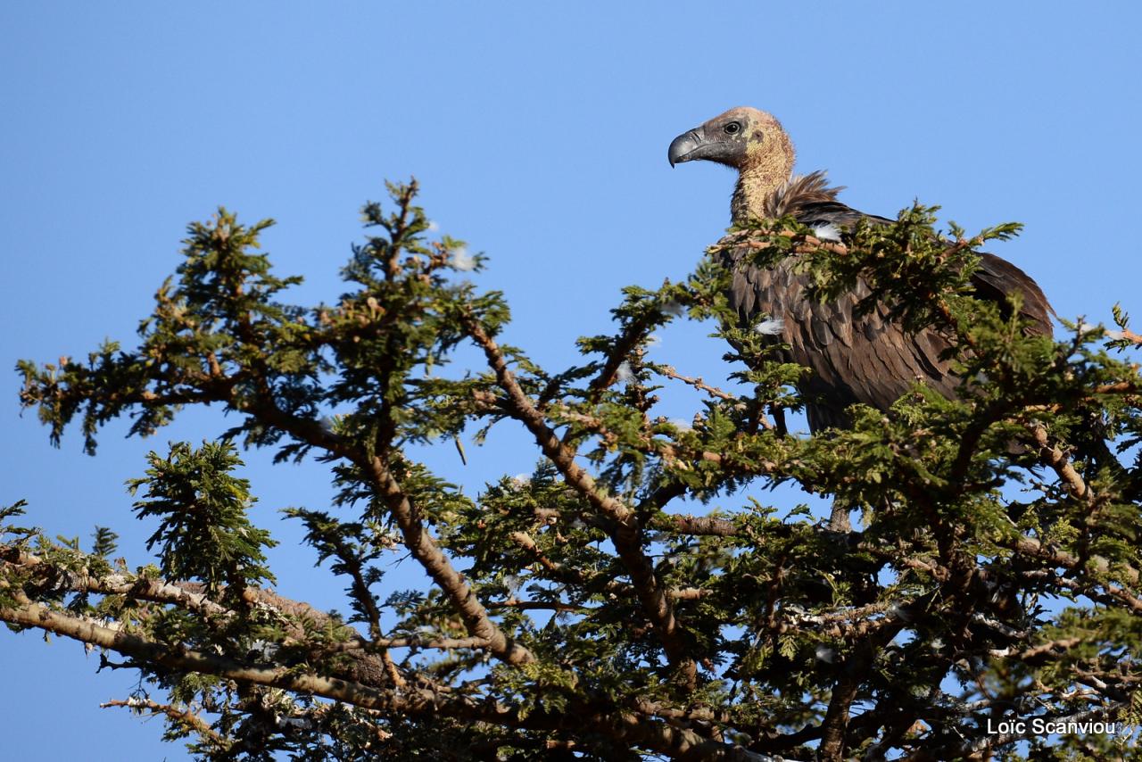 Vautour africain/African White-backed Vulture (1)