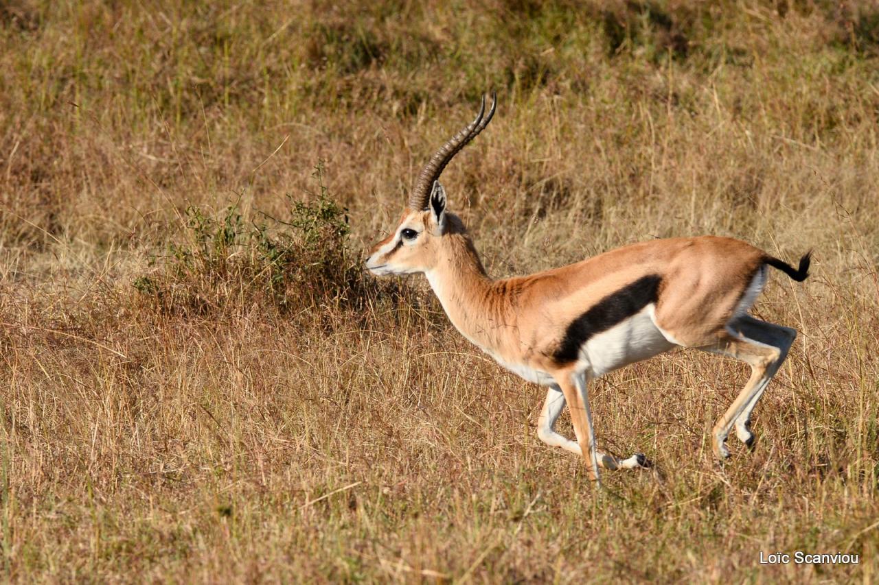 Gazelle de Thomson/Thomson's Gazelle (21