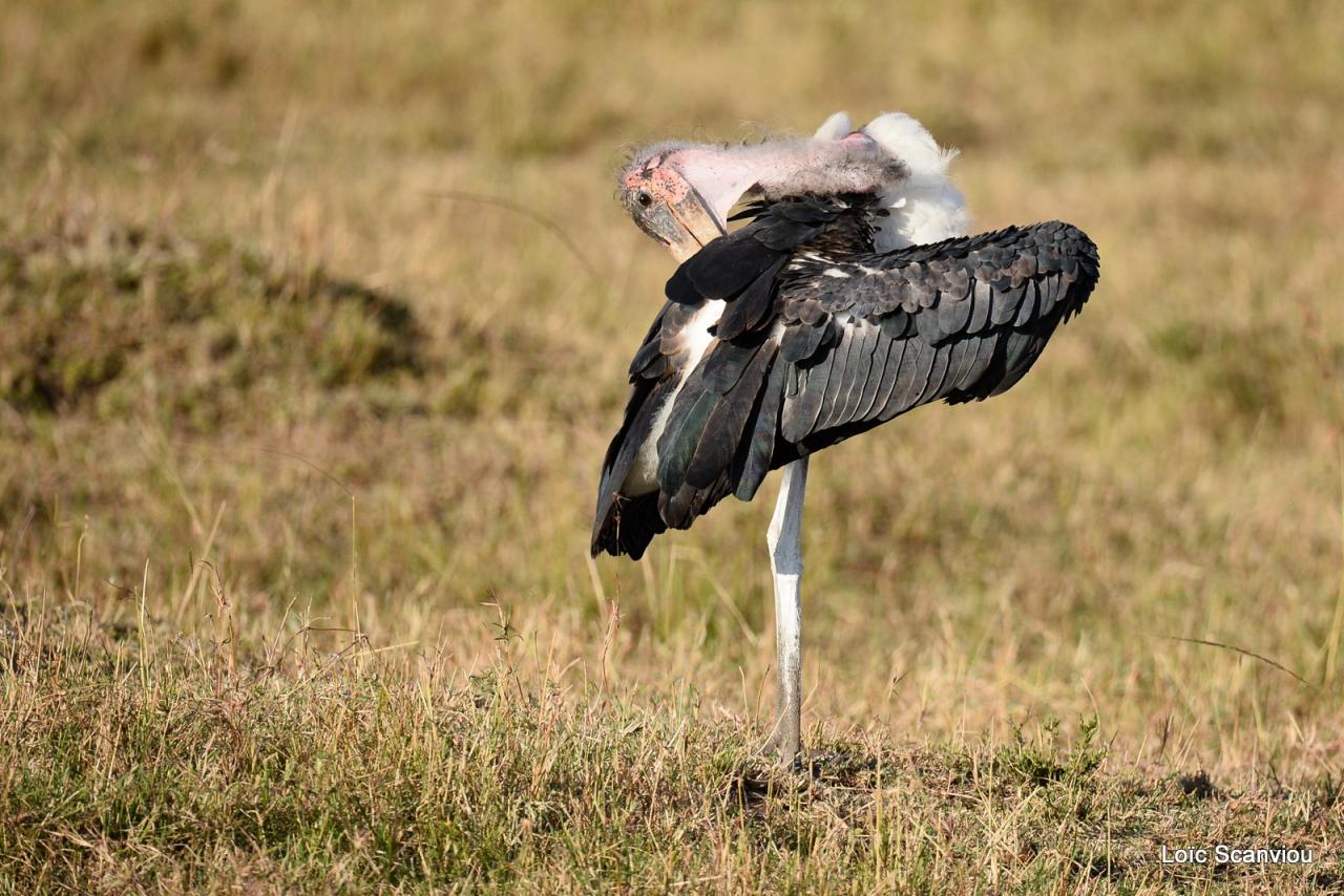 Marabout/Marabou Stork (1)