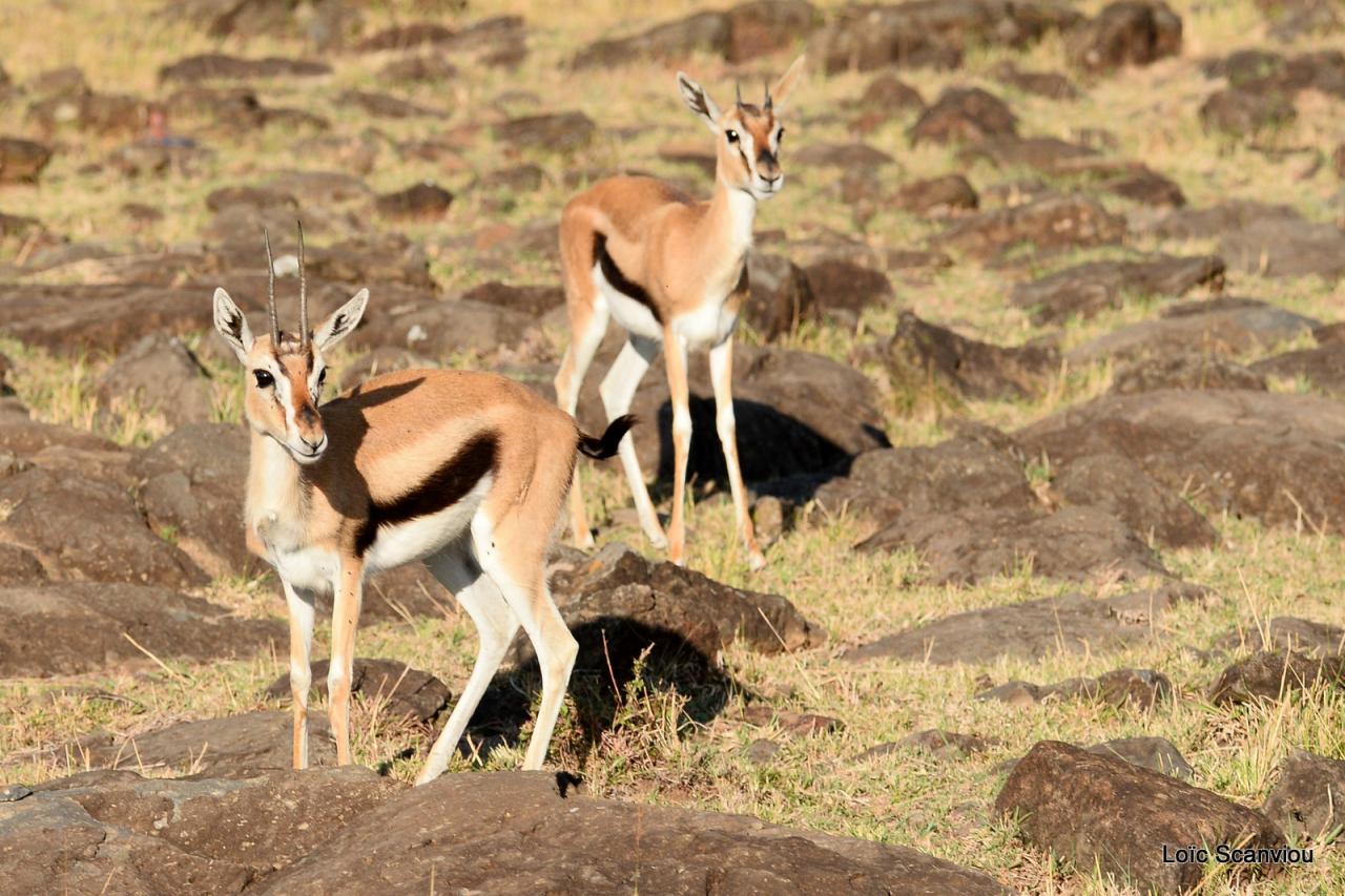 Gazelle de Thomson/Thomson's Gazelle (2)